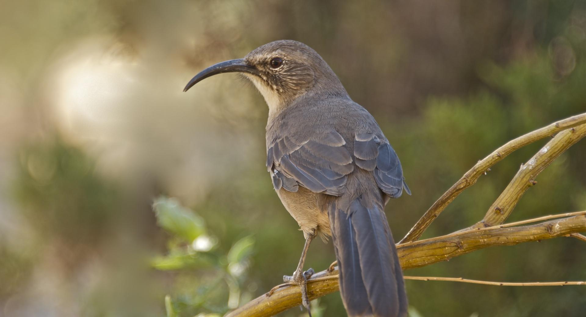 California Thrasher Bird at 1152 x 864 size wallpapers HD quality