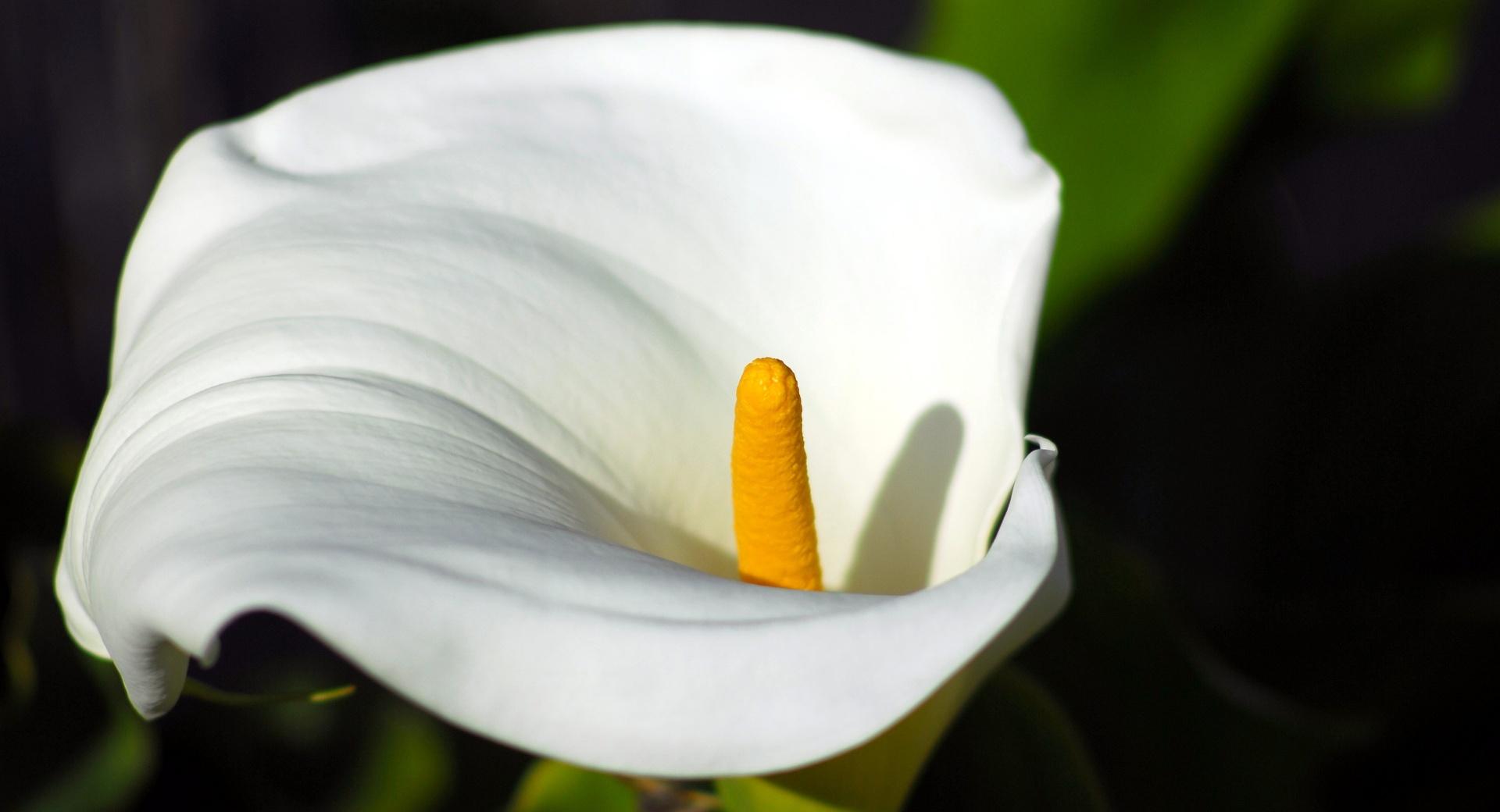 Calla Flower Macro at 750 x 1334 iPhone 6 size wallpapers HD quality
