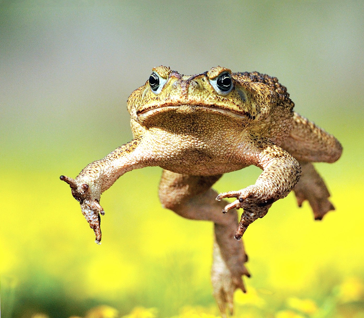 Cane Toad at 640 x 960 iPhone 4 size wallpapers HD quality