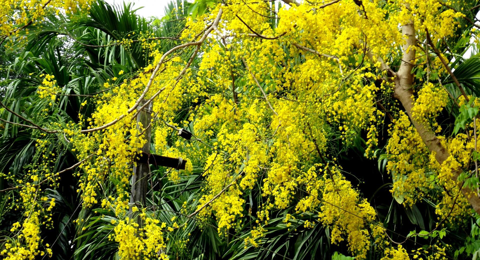 Cassia Fistula at 750 x 1334 iPhone 6 size wallpapers HD quality