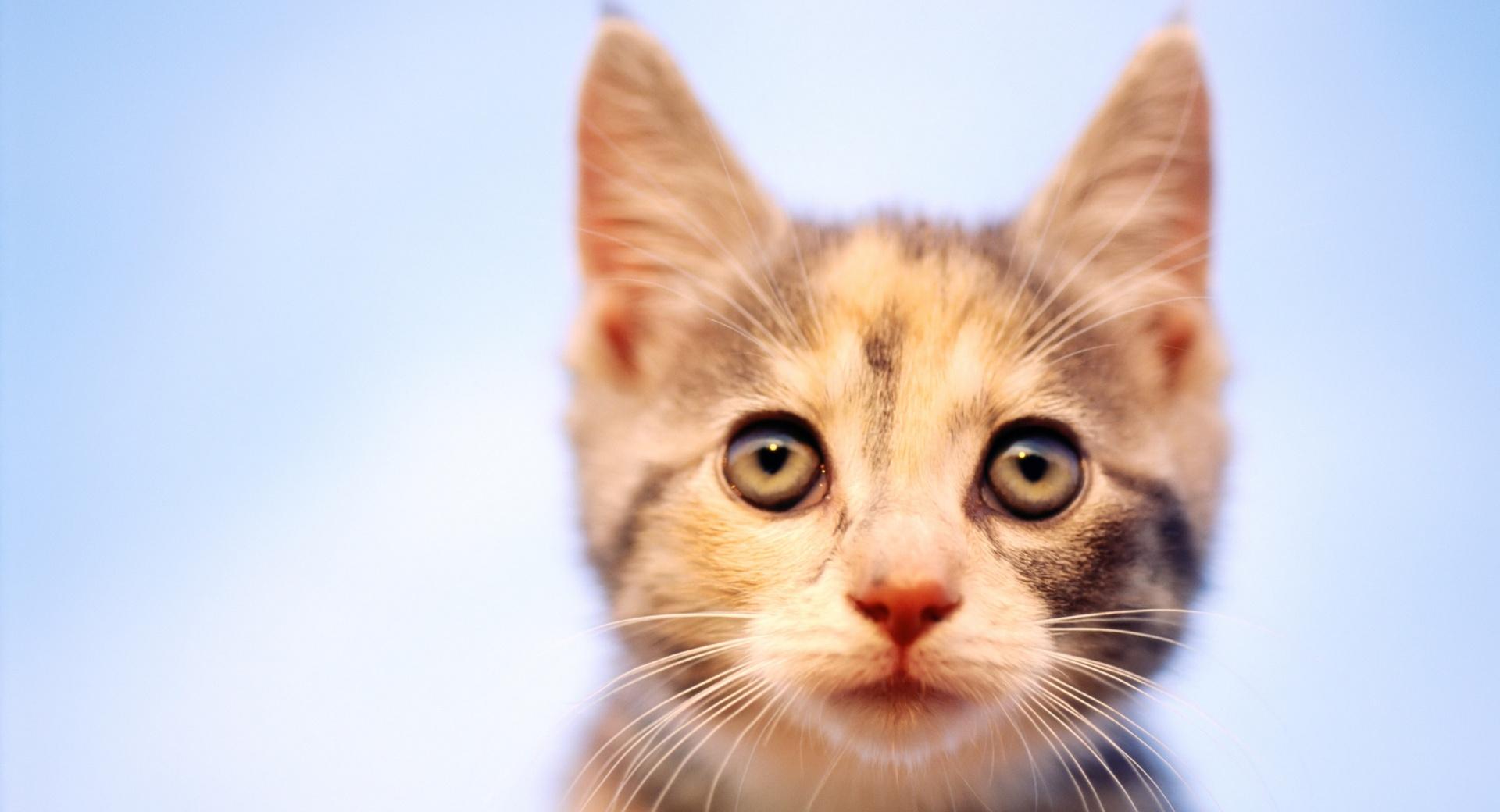 Cat Looking at 1600 x 1200 size wallpapers HD quality