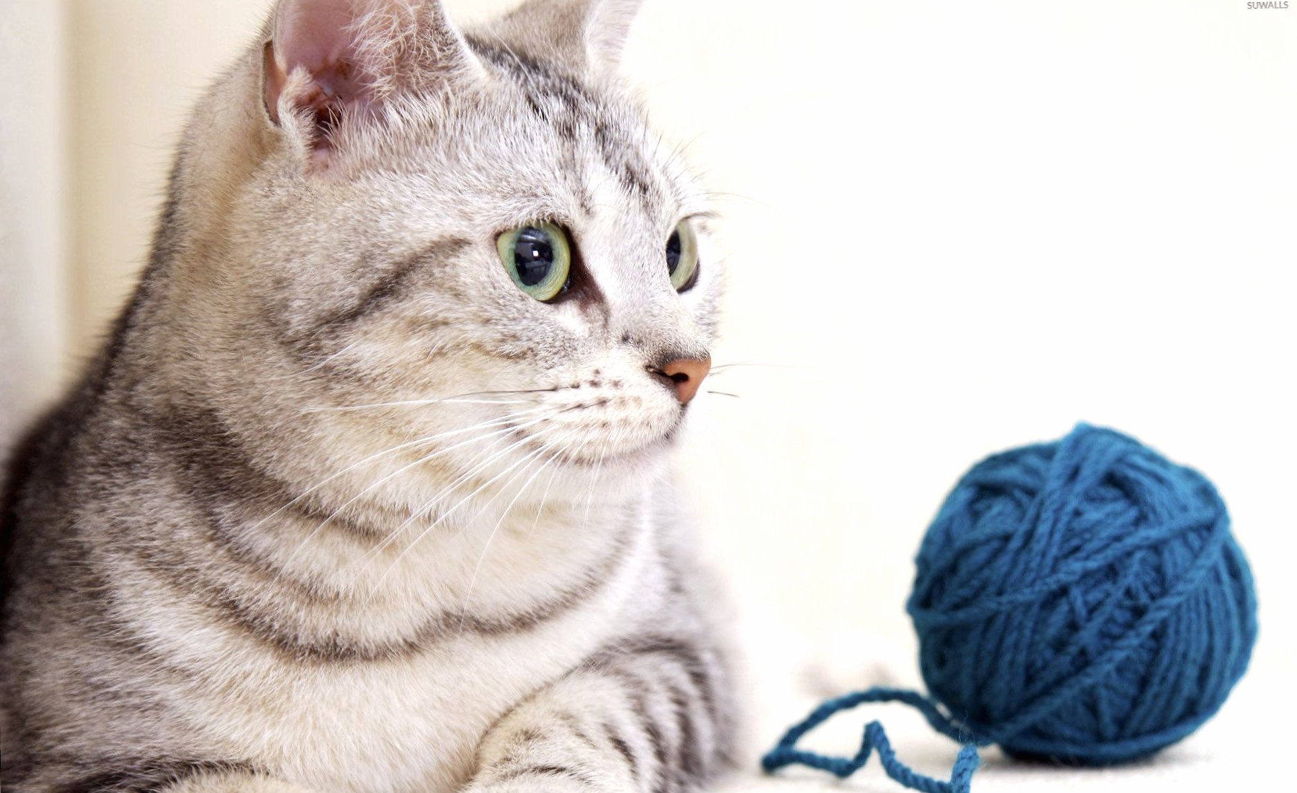 Cat looking at the yarn ball wallpapers HD quality
