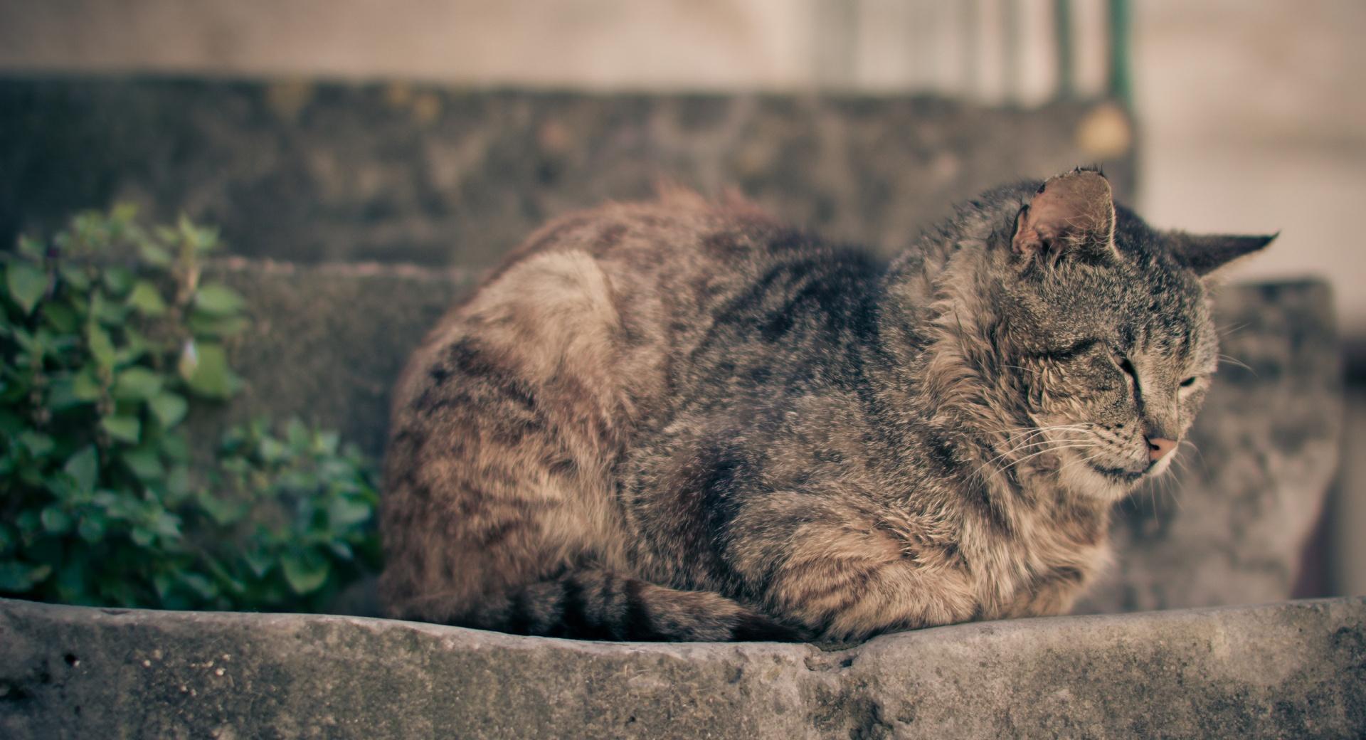Cat Taking A Nap at 1152 x 864 size wallpapers HD quality