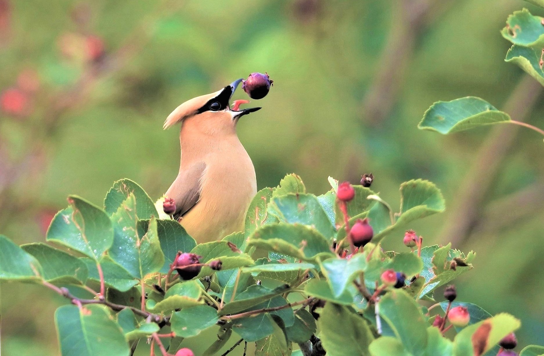 Cedar Waxwing at 750 x 1334 iPhone 6 size wallpapers HD quality