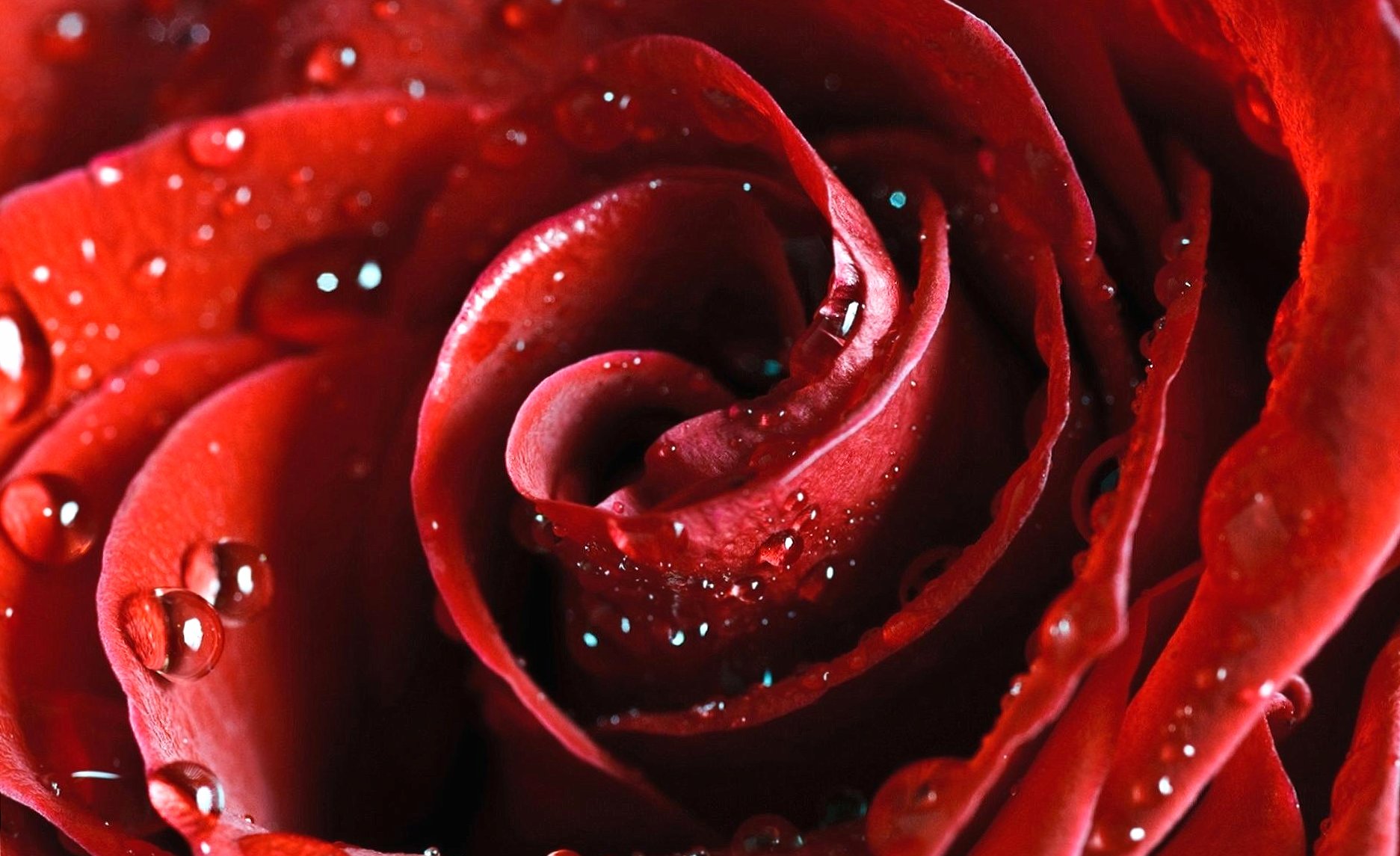 center of a red rose wallpapers HD quality