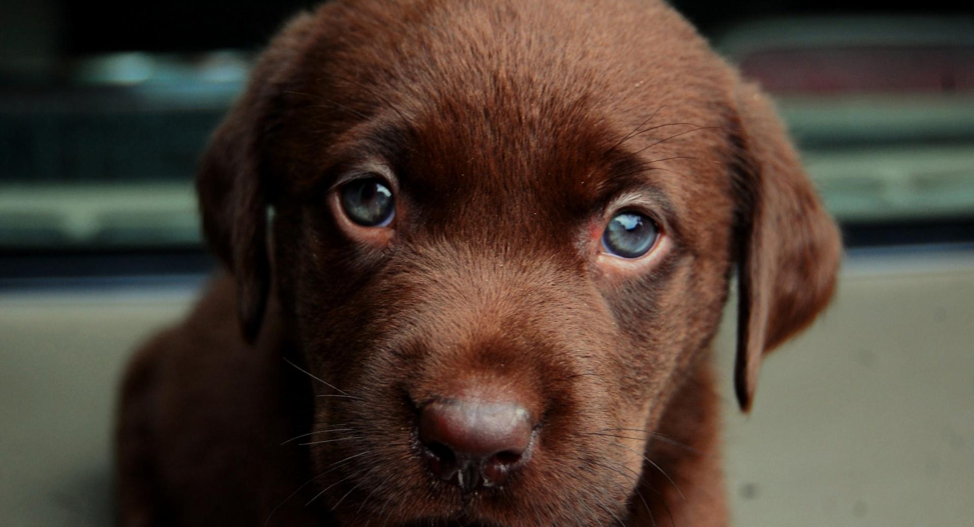 Chocolate Puppy wallpapers HD quality