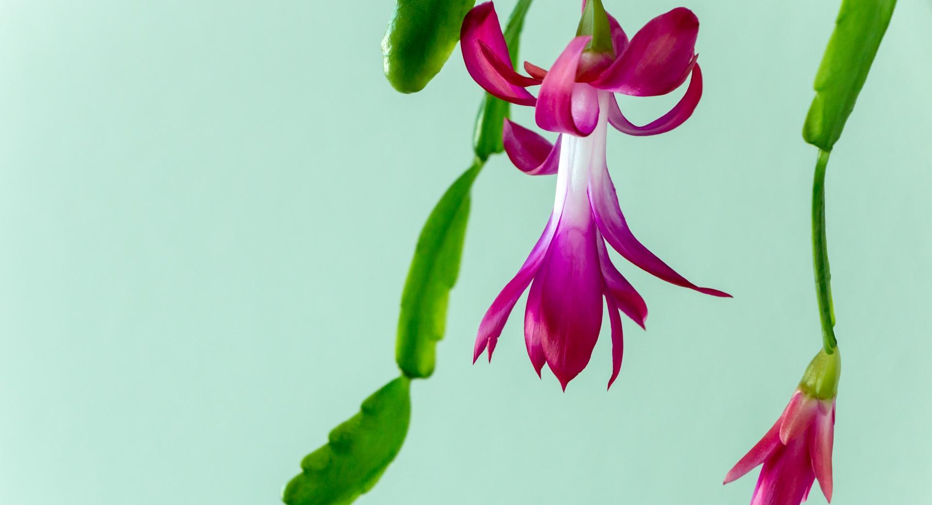 Christmas Cactus at 1600 x 1200 size wallpapers HD quality