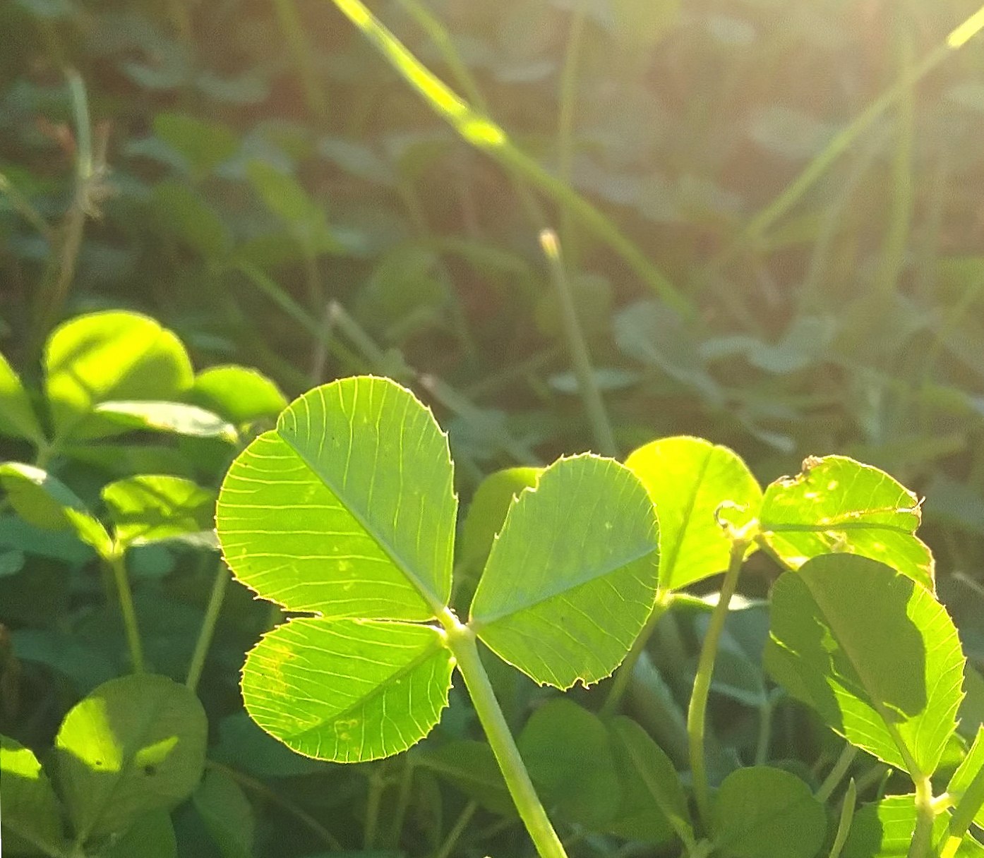 Clovers at 640 x 1136 iPhone 5 size wallpapers HD quality