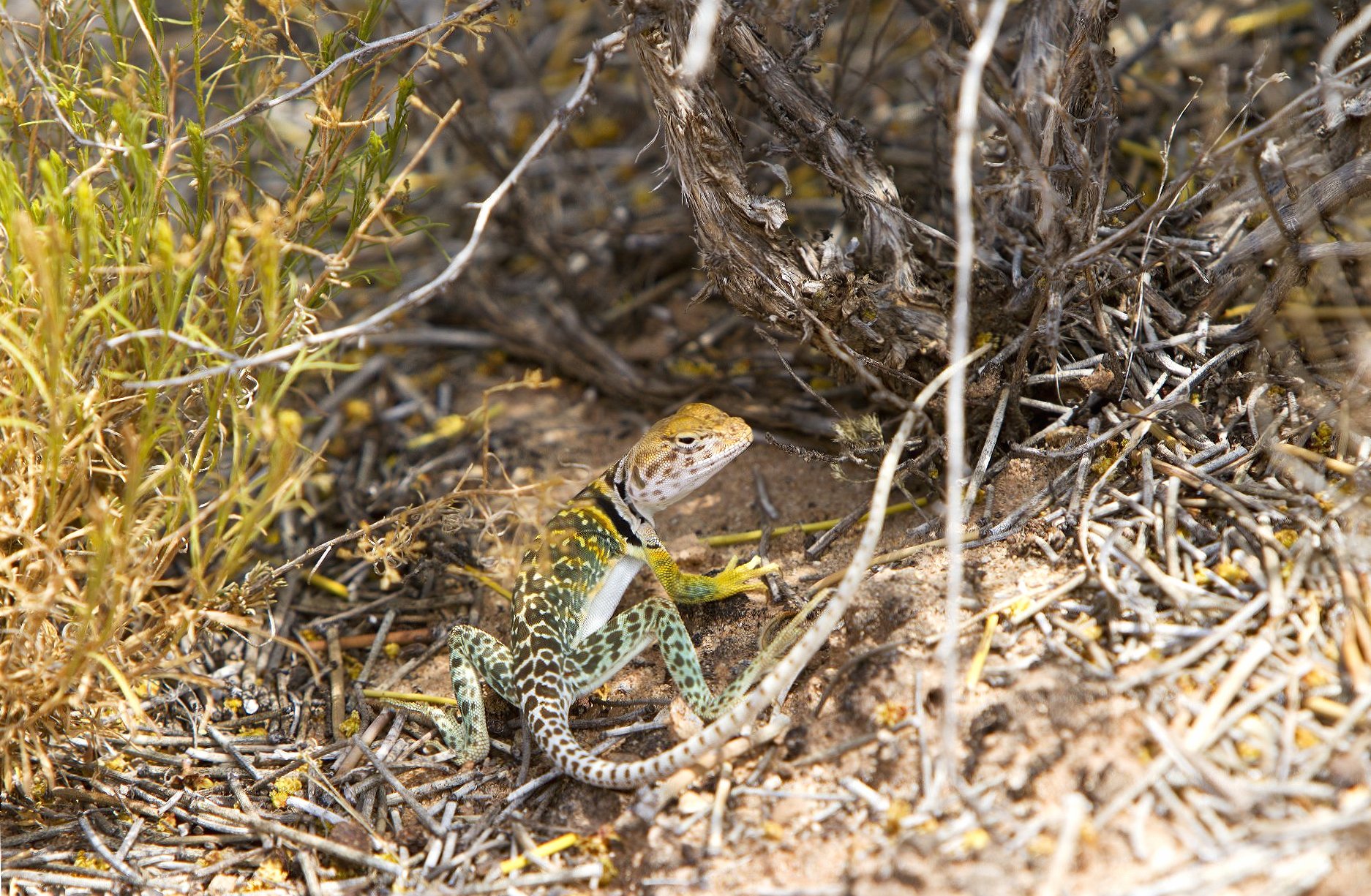 Collared Lizard at 2048 x 2048 iPad size wallpapers HD quality