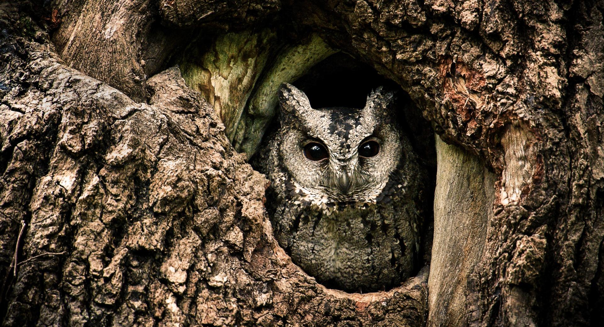 Collared Scops Owl, Nest, Tree Hole wallpapers HD quality
