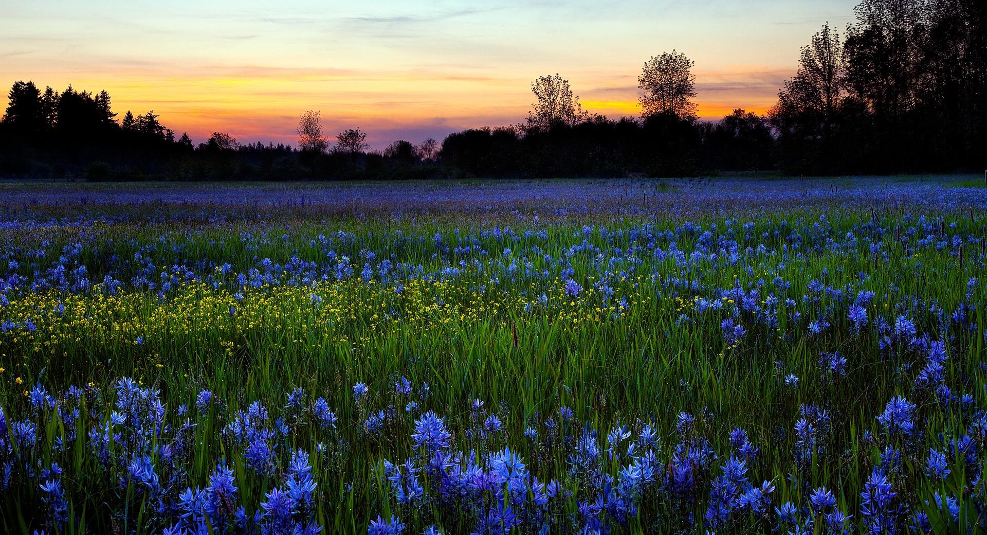 Colored Flower Field at 1600 x 1200 size wallpapers HD quality
