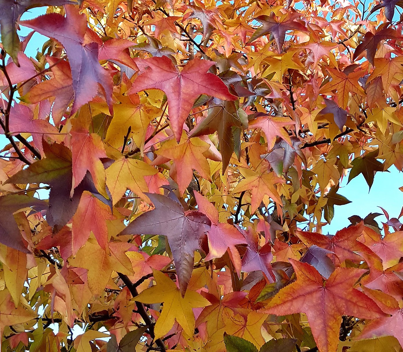 Colorful tree at 640 x 1136 iPhone 5 size wallpapers HD quality