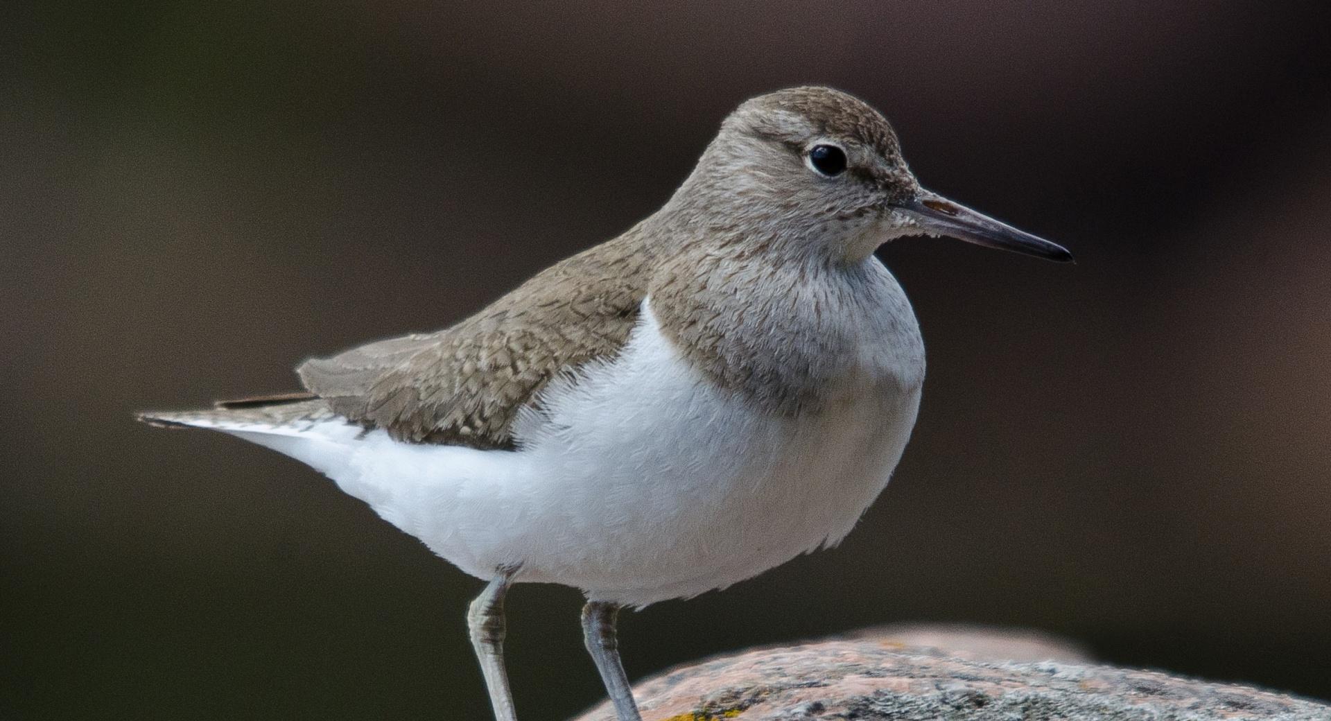 Common Sandpiper at 1334 x 750 iPhone 7 size wallpapers HD quality