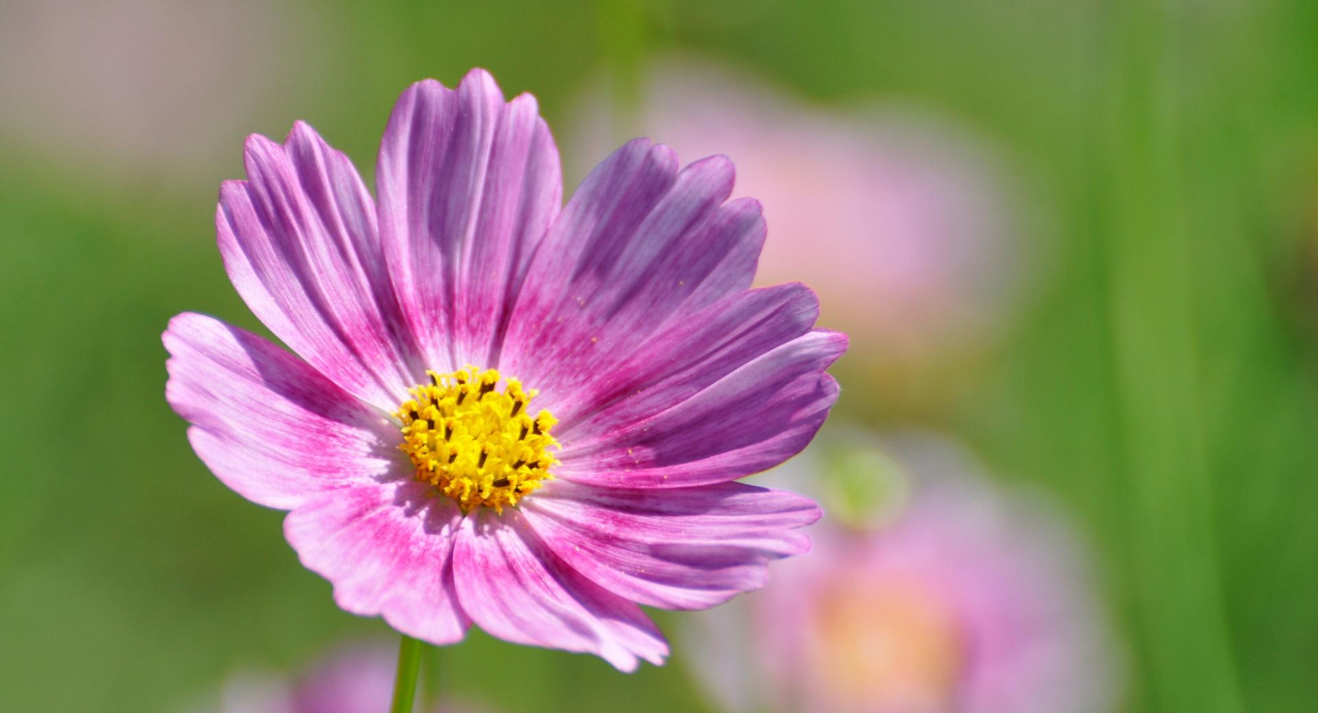 Cosmos Flower at 320 x 480 iPhone size wallpapers HD quality