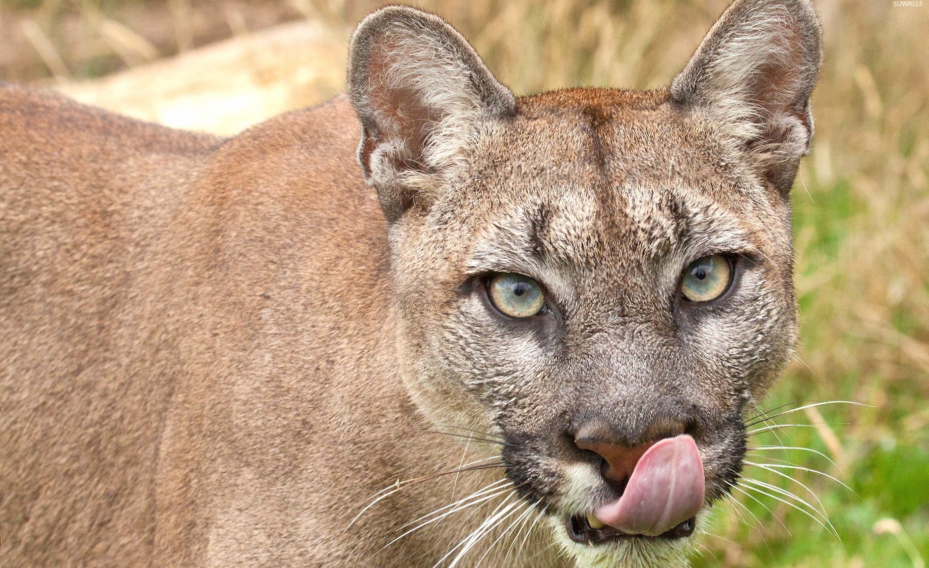Cougar with its tongue out at 1280 x 960 size wallpapers HD quality