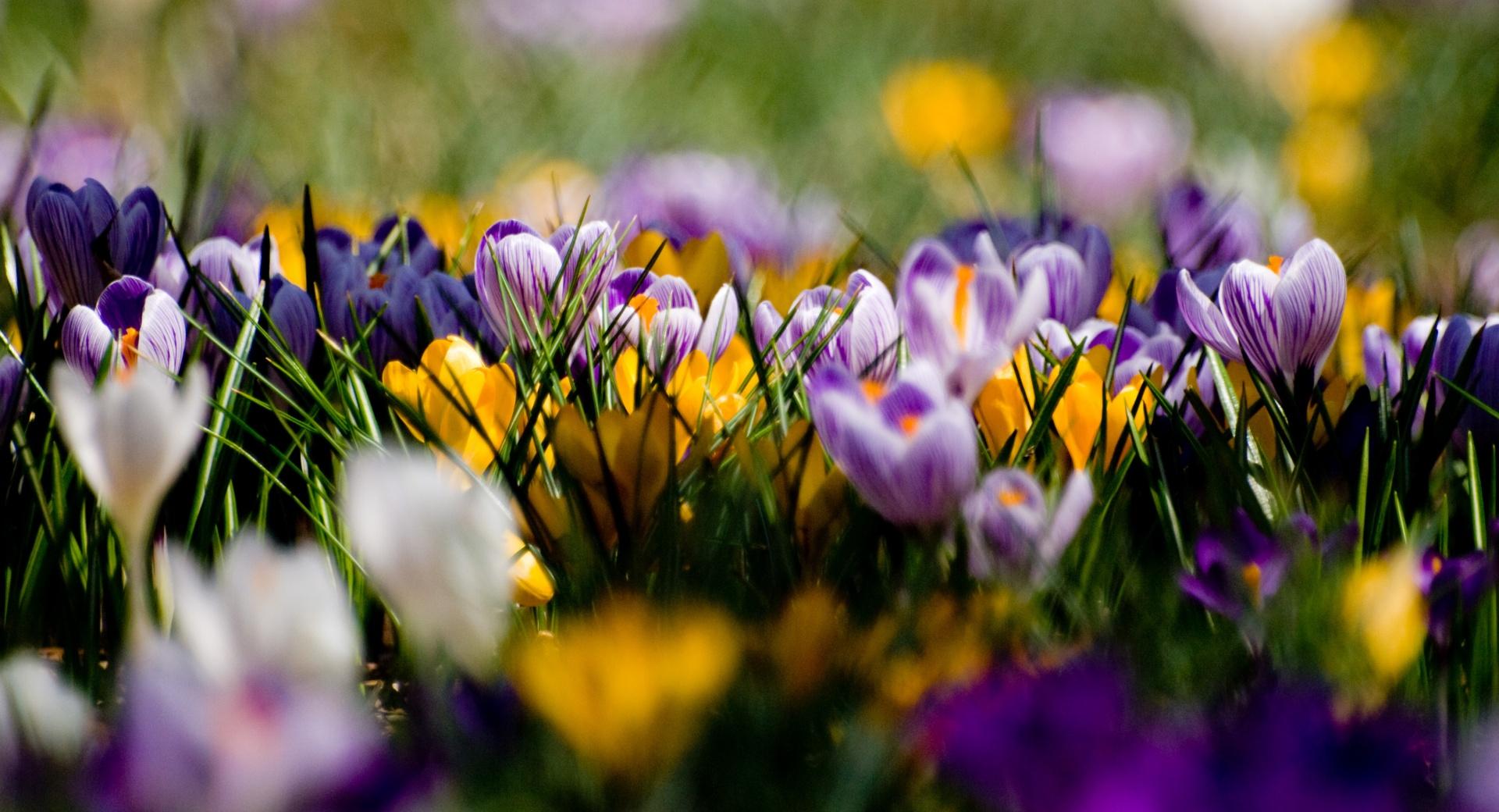 Crocus Field at 640 x 1136 iPhone 5 size wallpapers HD quality