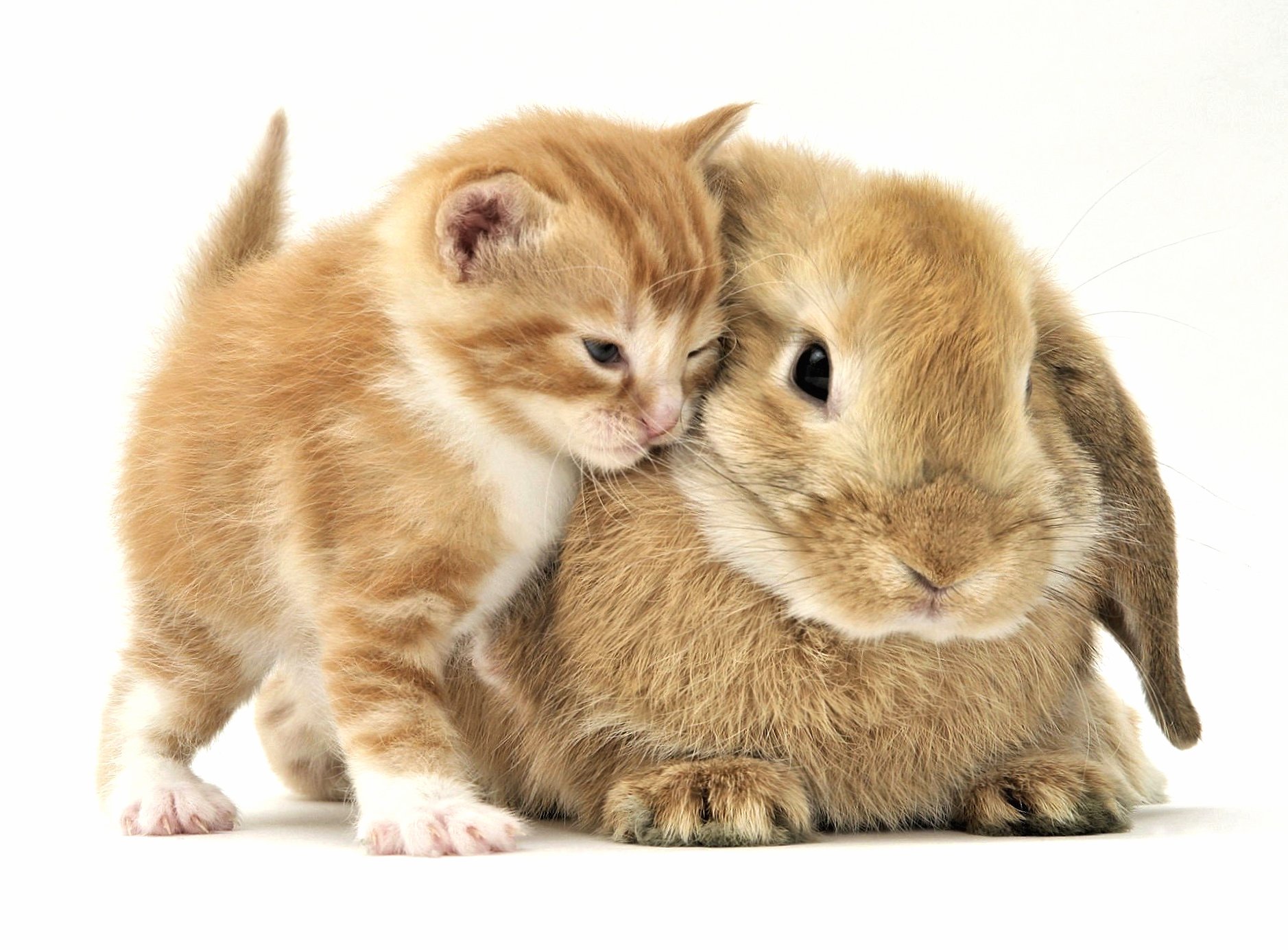 Cute at 2048 x 2048 iPad size wallpapers HD quality