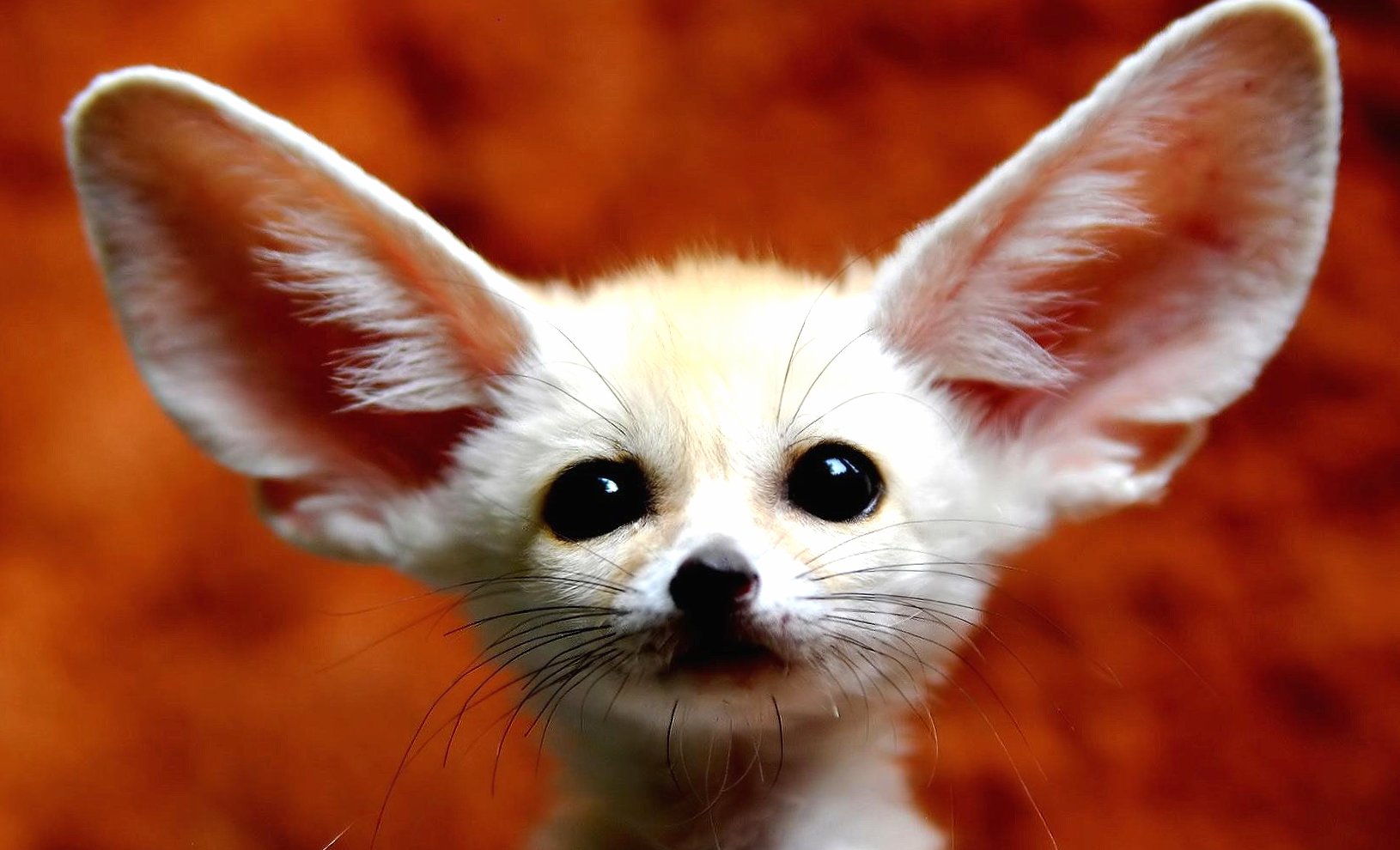 Cute fennec fox at 1024 x 768 size wallpapers HD quality