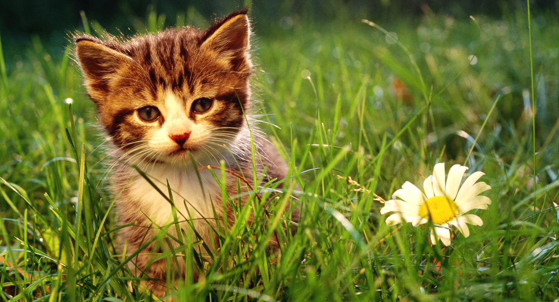 Cute Kitten Near A Flower at 1024 x 1024 iPad size wallpapers HD quality
