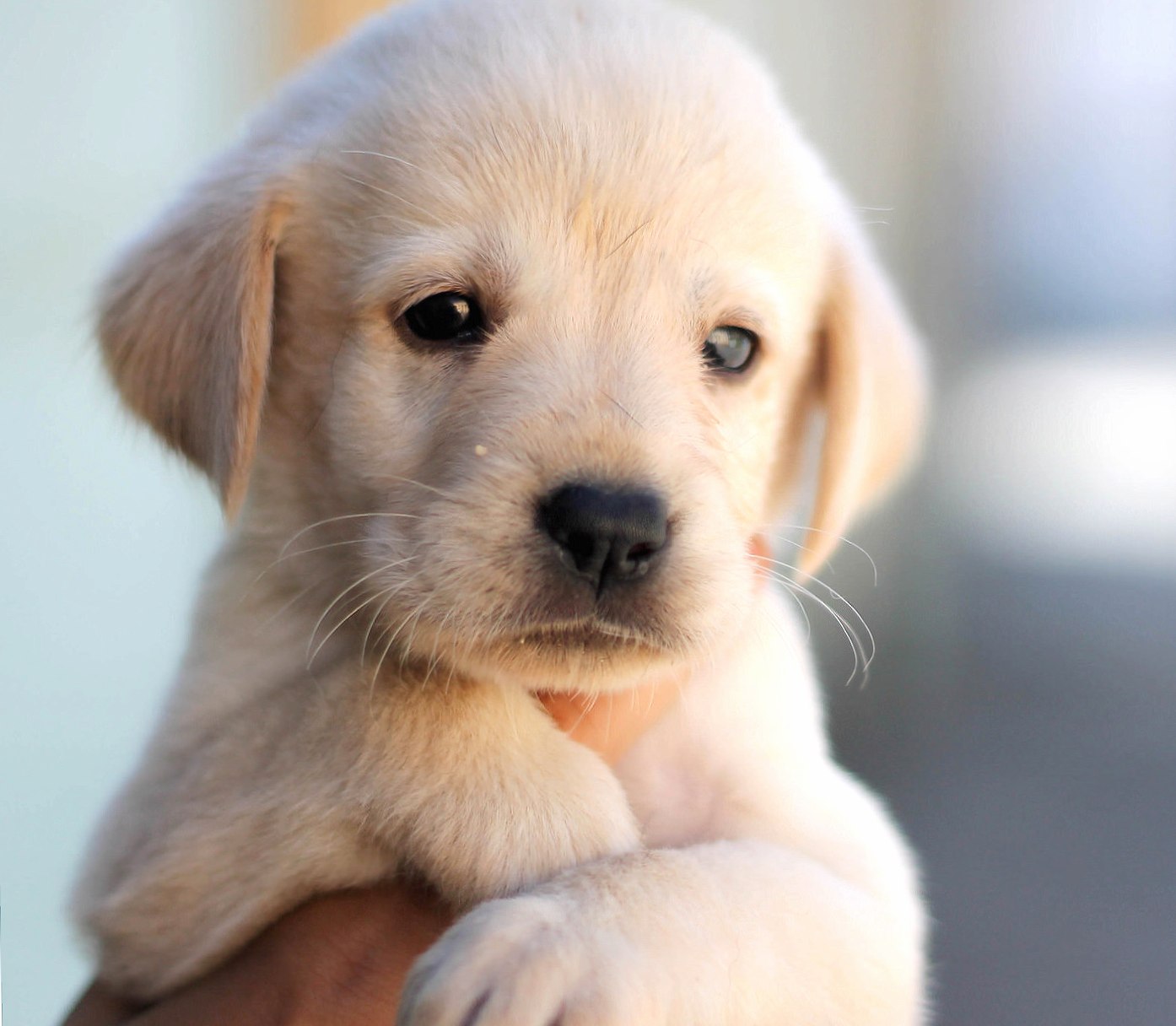 Cute Puppy at 1152 x 864 size wallpapers HD quality