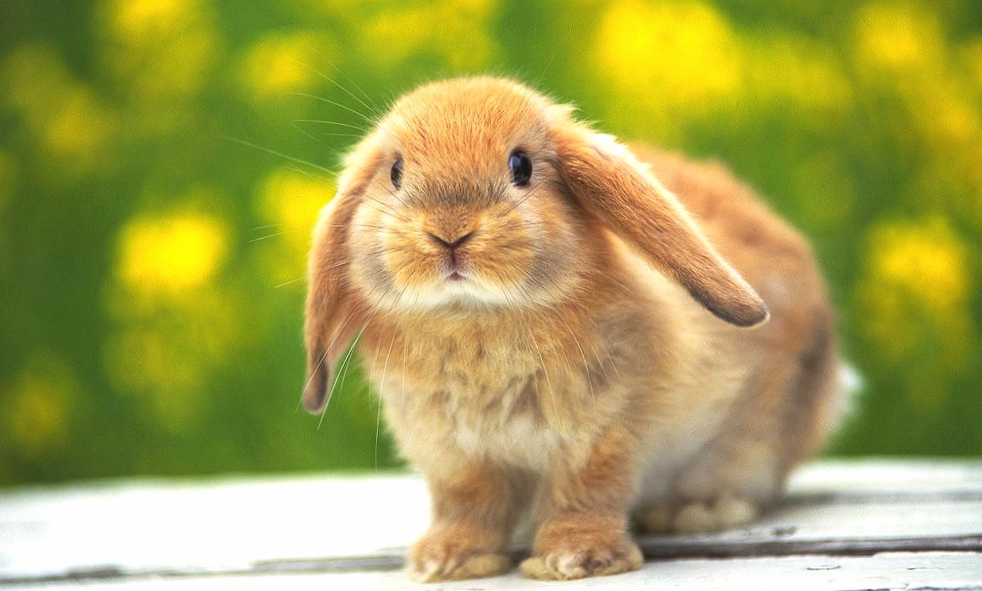 Cute rabbit at 640 x 960 iPhone 4 size wallpapers HD quality