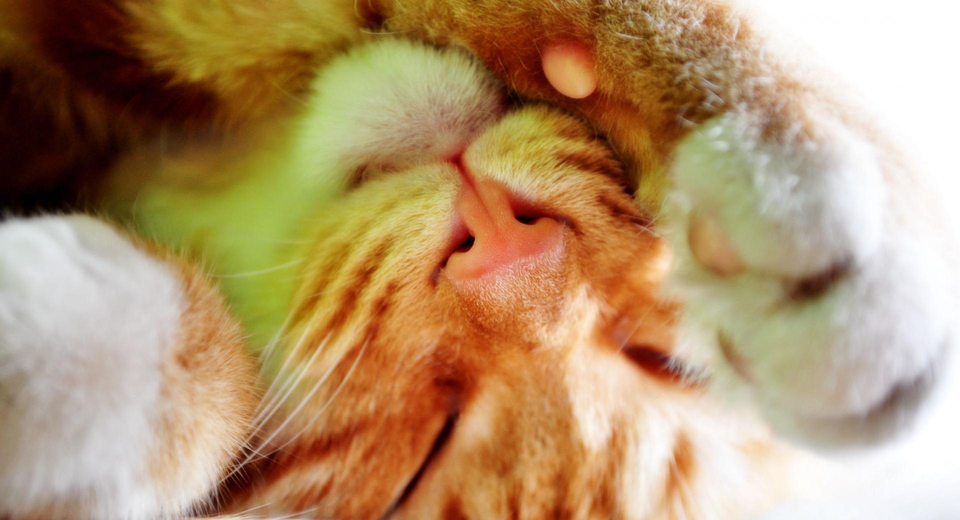 Cute Sleeping Cat at 1152 x 864 size wallpapers HD quality