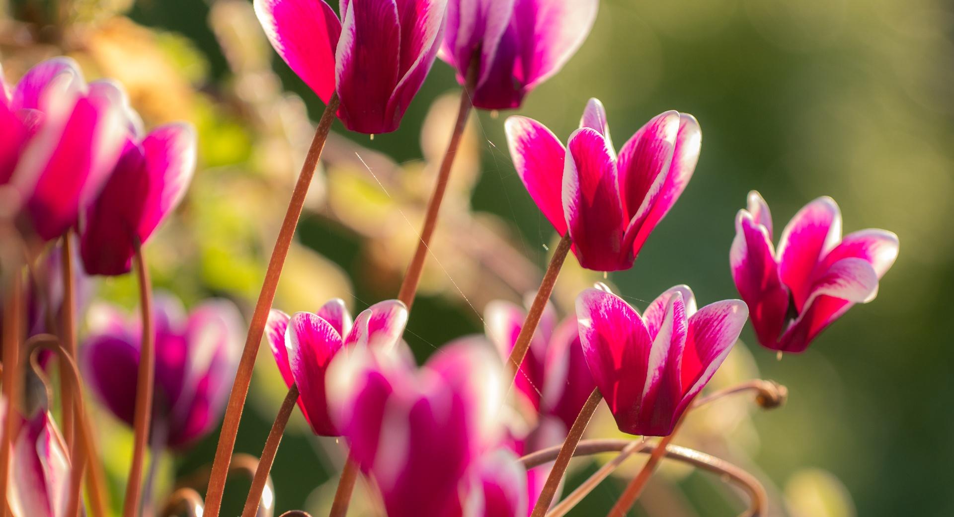 Cyclamen Flowers at 1280 x 960 size wallpapers HD quality