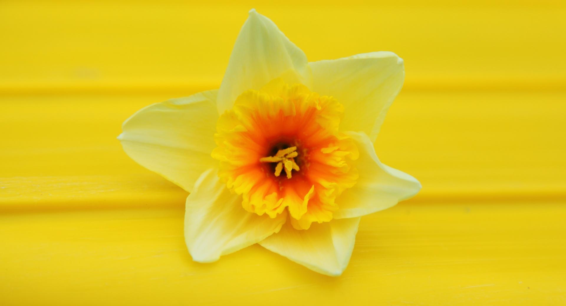 Daffodil Macro at 1152 x 864 size wallpapers HD quality