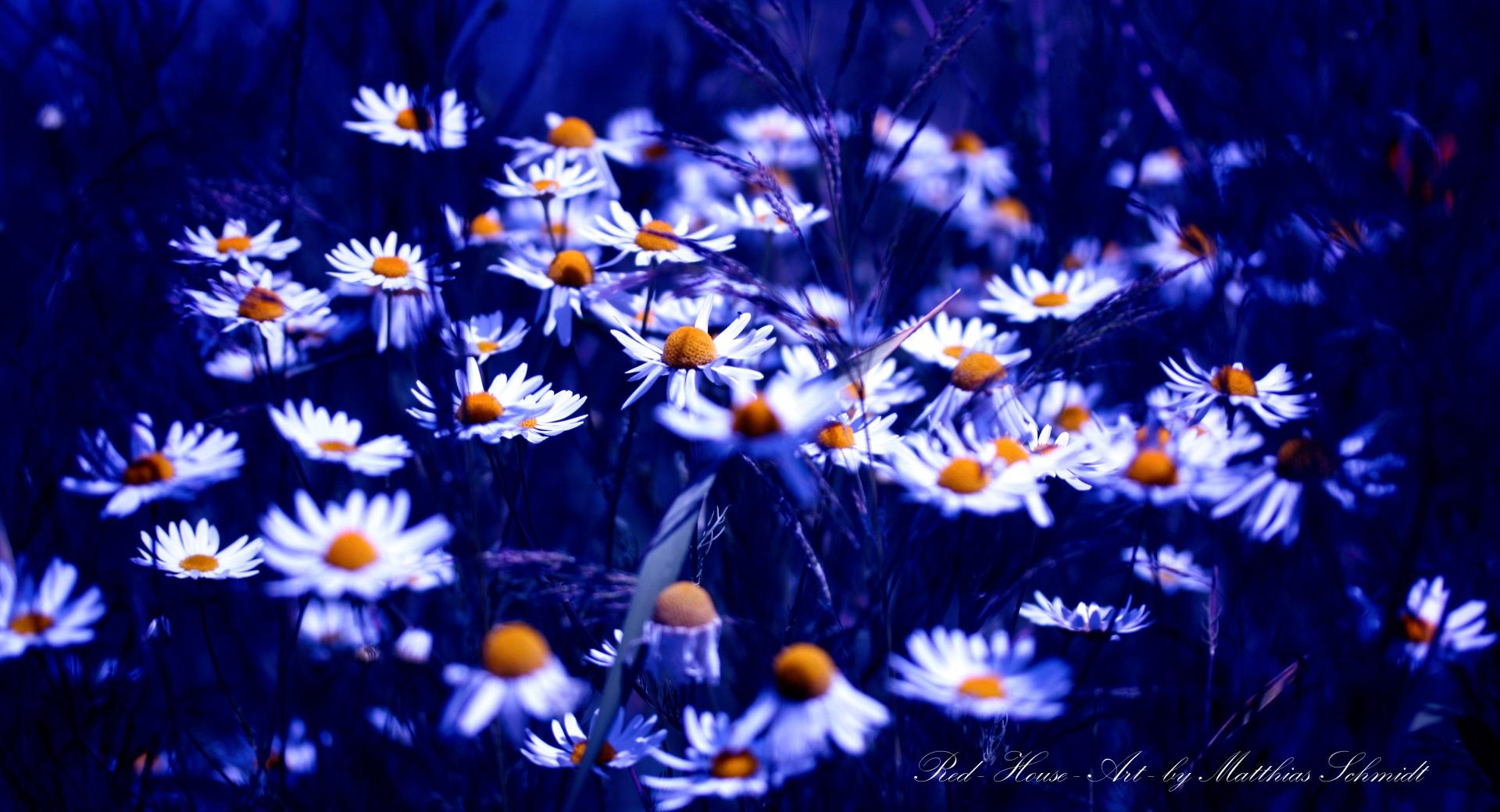 Daisies Group at 640 x 1136 iPhone 5 size wallpapers HD quality