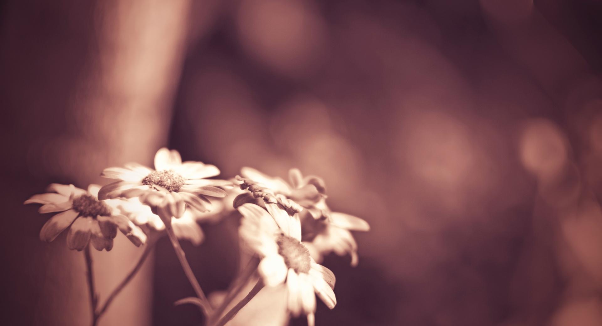 Daisies In Sepia at 640 x 1136 iPhone 5 size wallpapers HD quality
