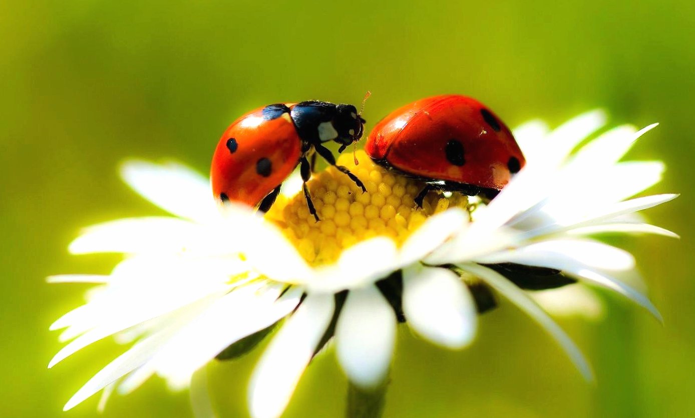 Daisy and two ladybugs at 1600 x 1200 size wallpapers HD quality
