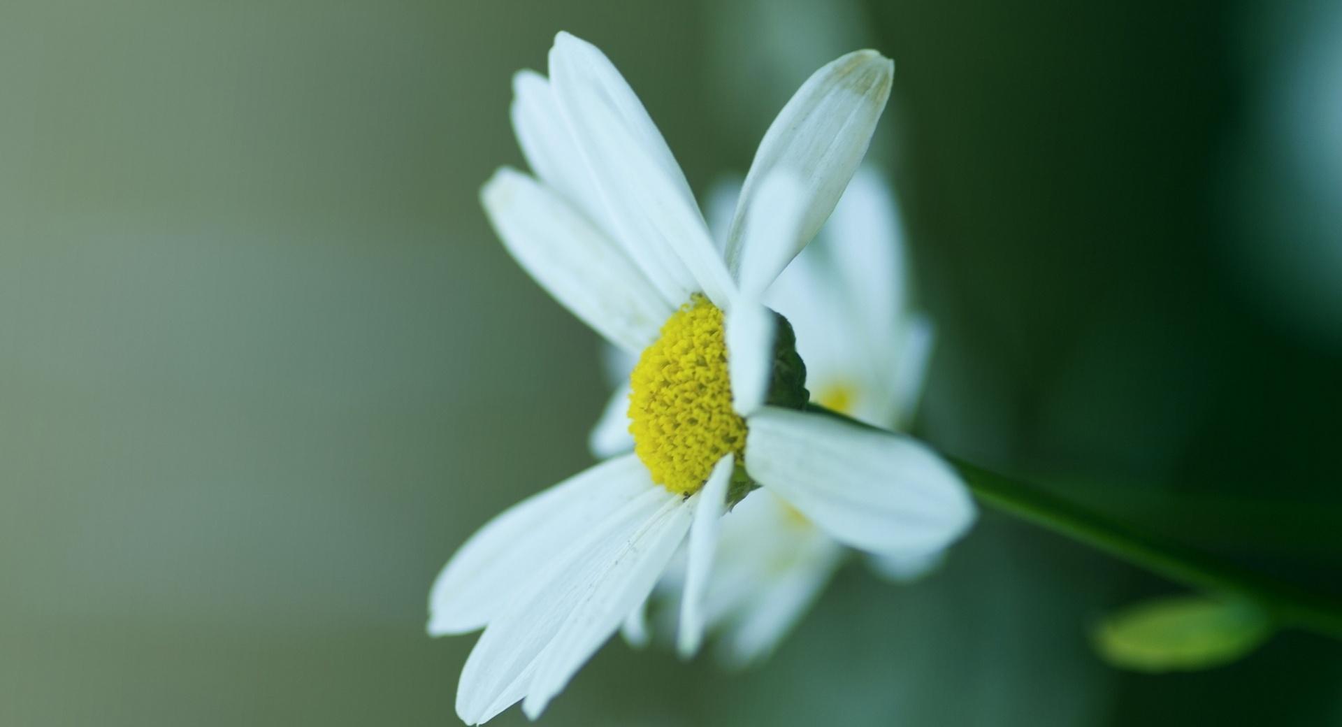 Daisy Petals at 1600 x 1200 size wallpapers HD quality