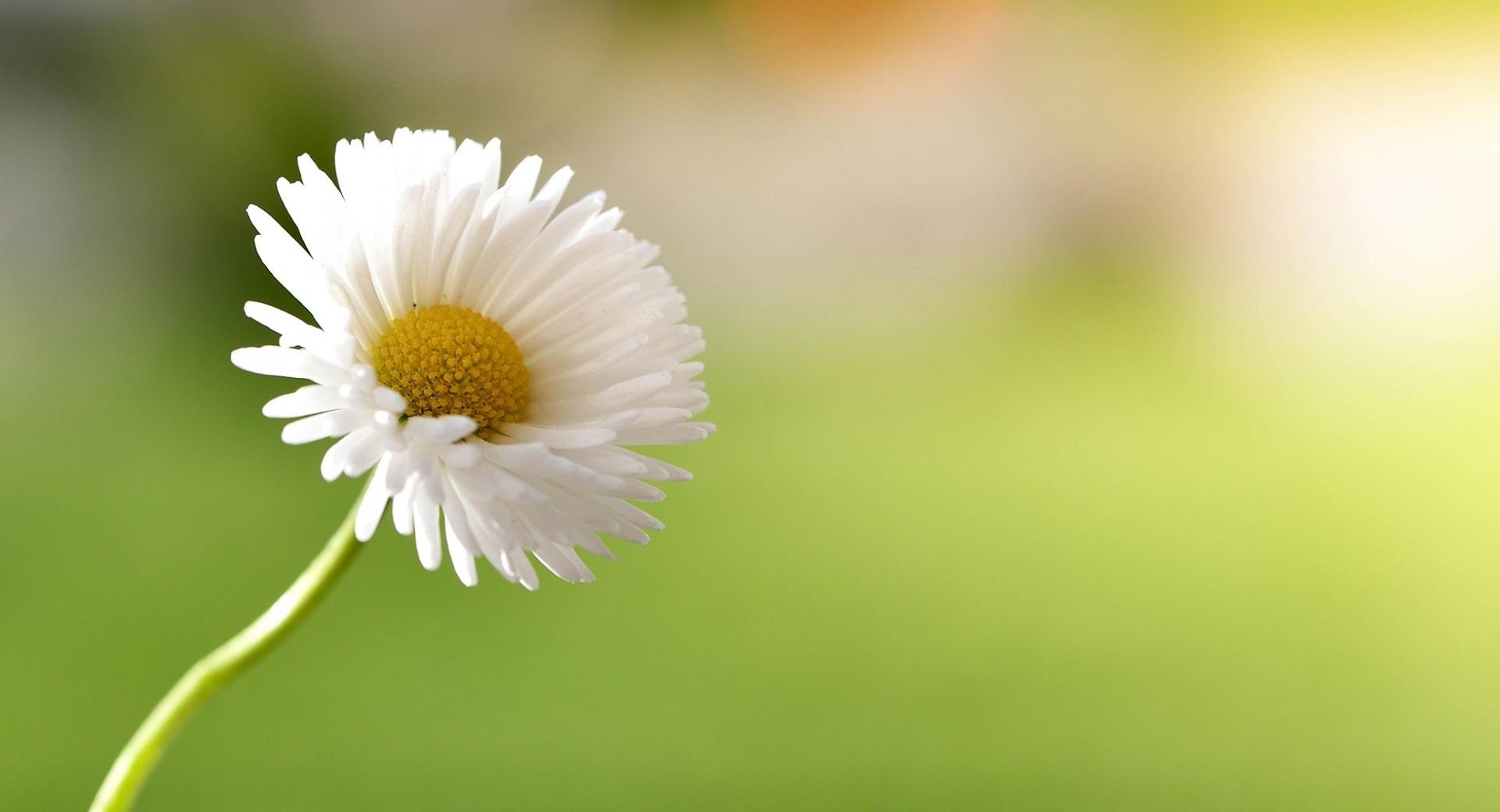 Daisy Super Macro at 320 x 480 iPhone size wallpapers HD quality