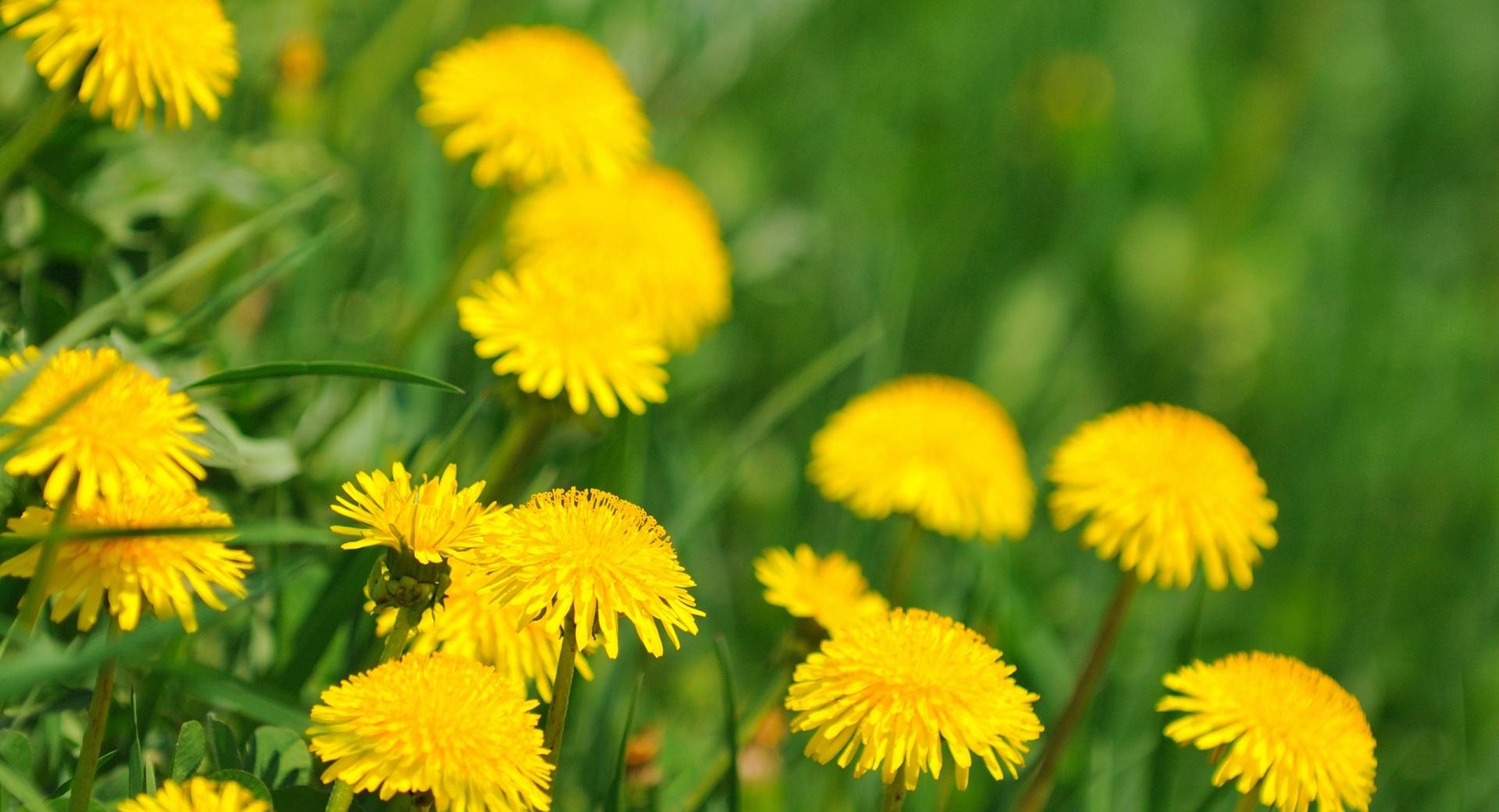 Dandelion Flowers at 1024 x 1024 iPad size wallpapers HD quality