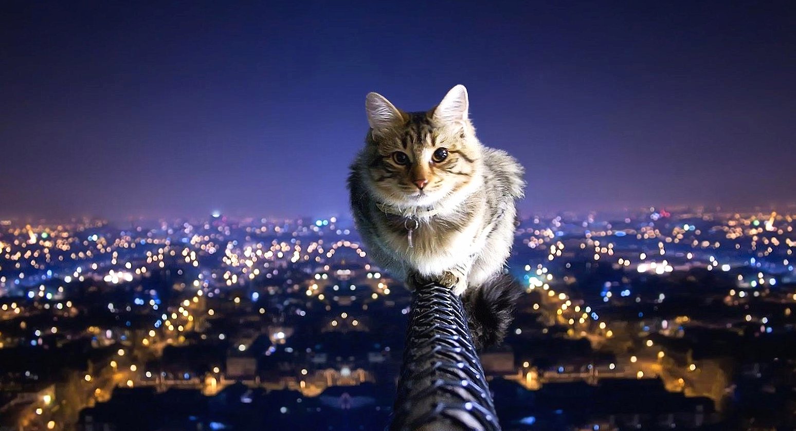 Dangerous cat at 640 x 1136 iPhone 5 size wallpapers HD quality