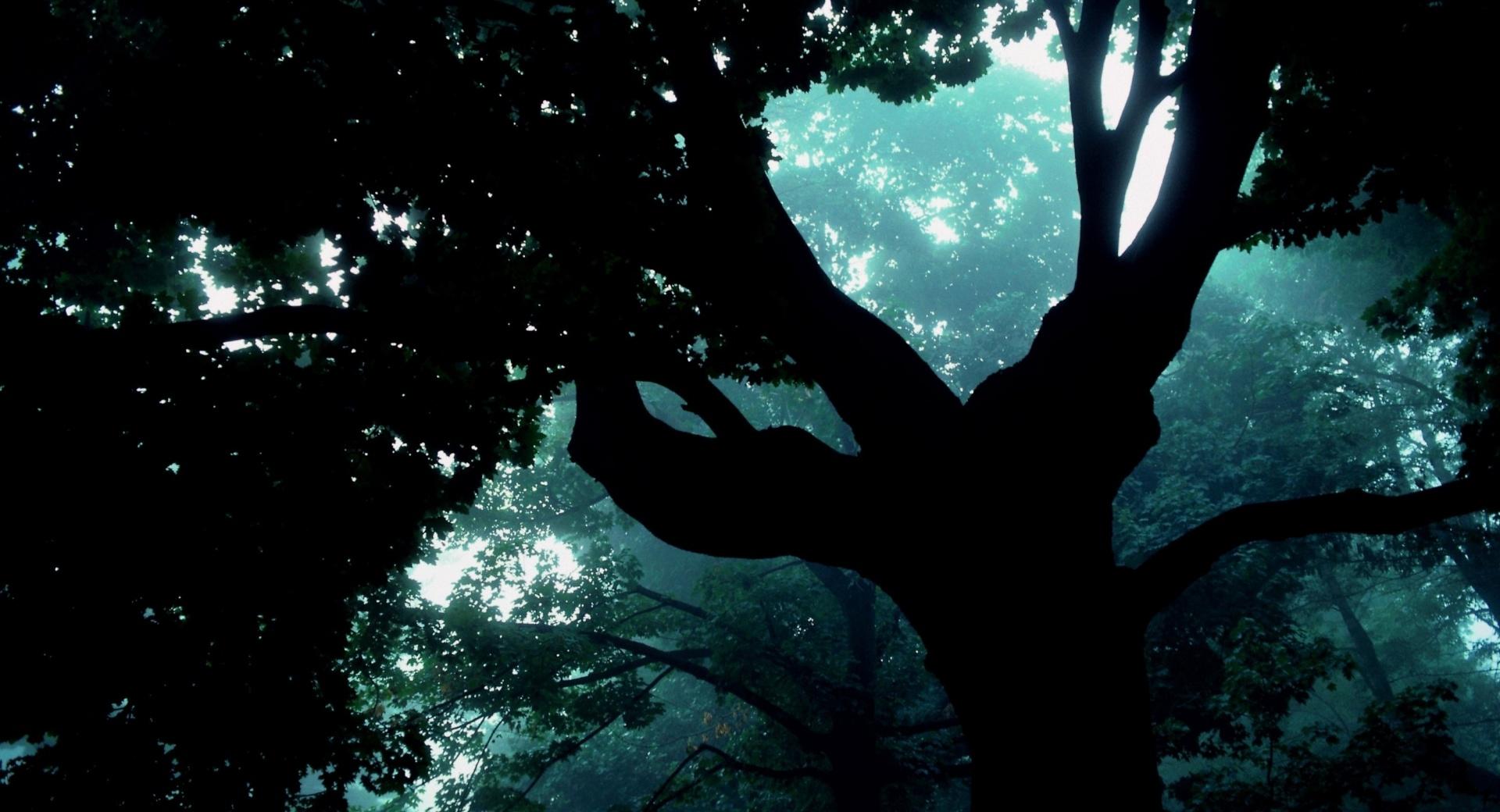 Dark Forest Tree at 1152 x 864 size wallpapers HD quality