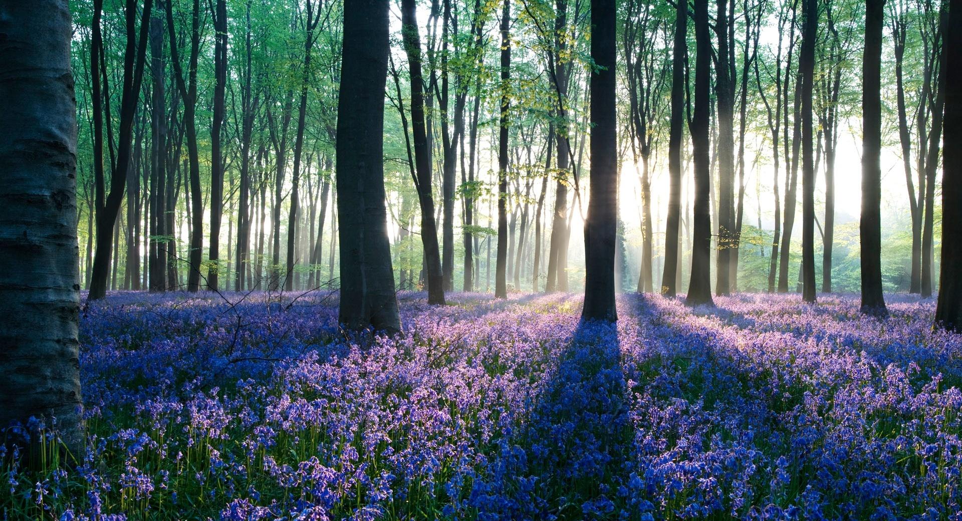 Dawn in Forest at 640 x 1136 iPhone 5 size wallpapers HD quality