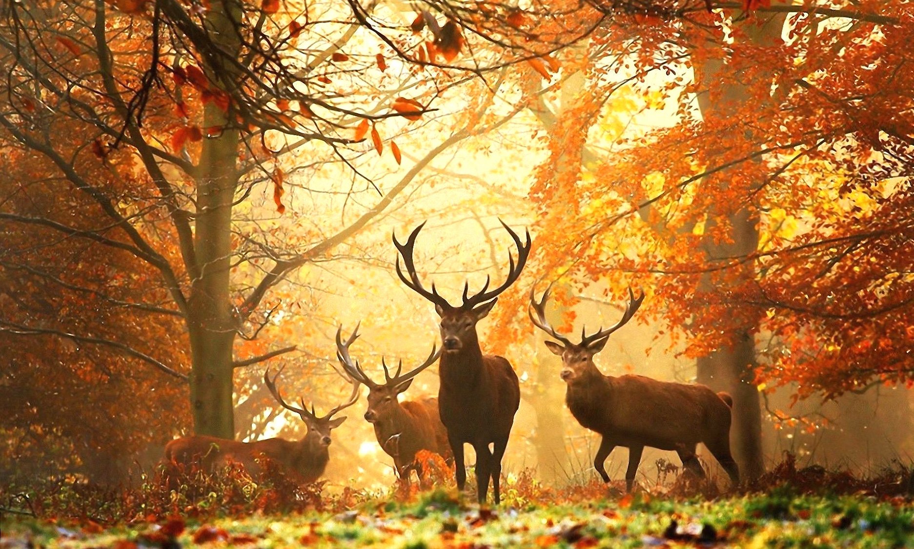 Deers family at 640 x 960 iPhone 4 size wallpapers HD quality