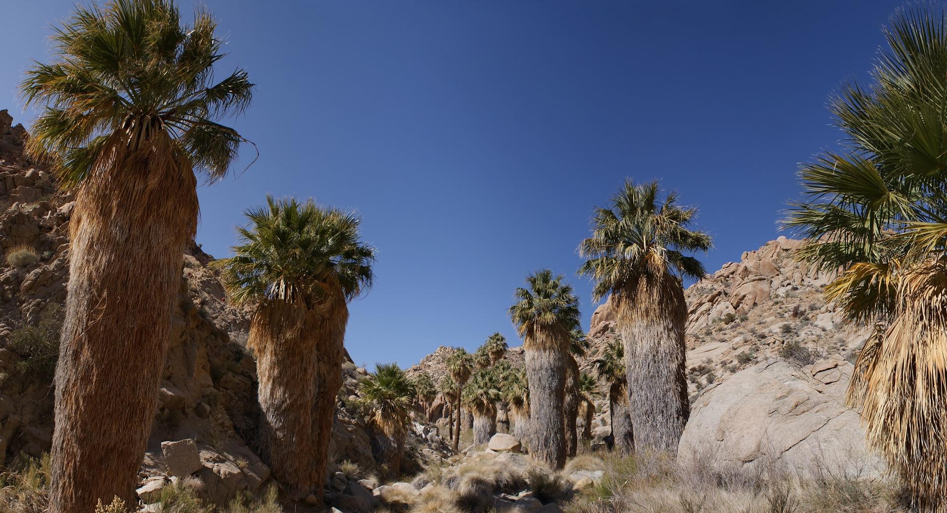 Desert Oasis at 640 x 1136 iPhone 5 size wallpapers HD quality