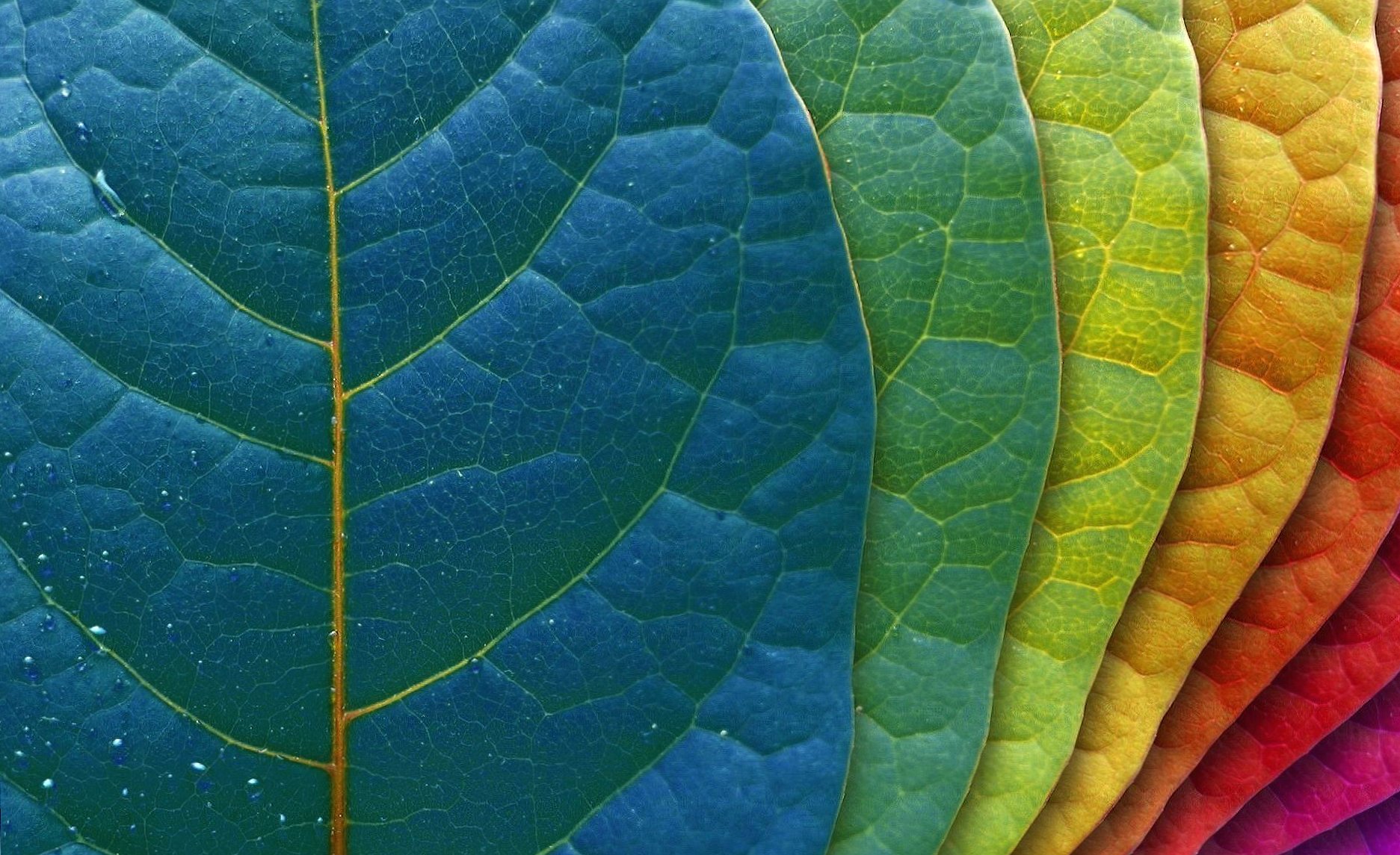 Different colours leaves at 750 x 1334 iPhone 6 size wallpapers HD quality