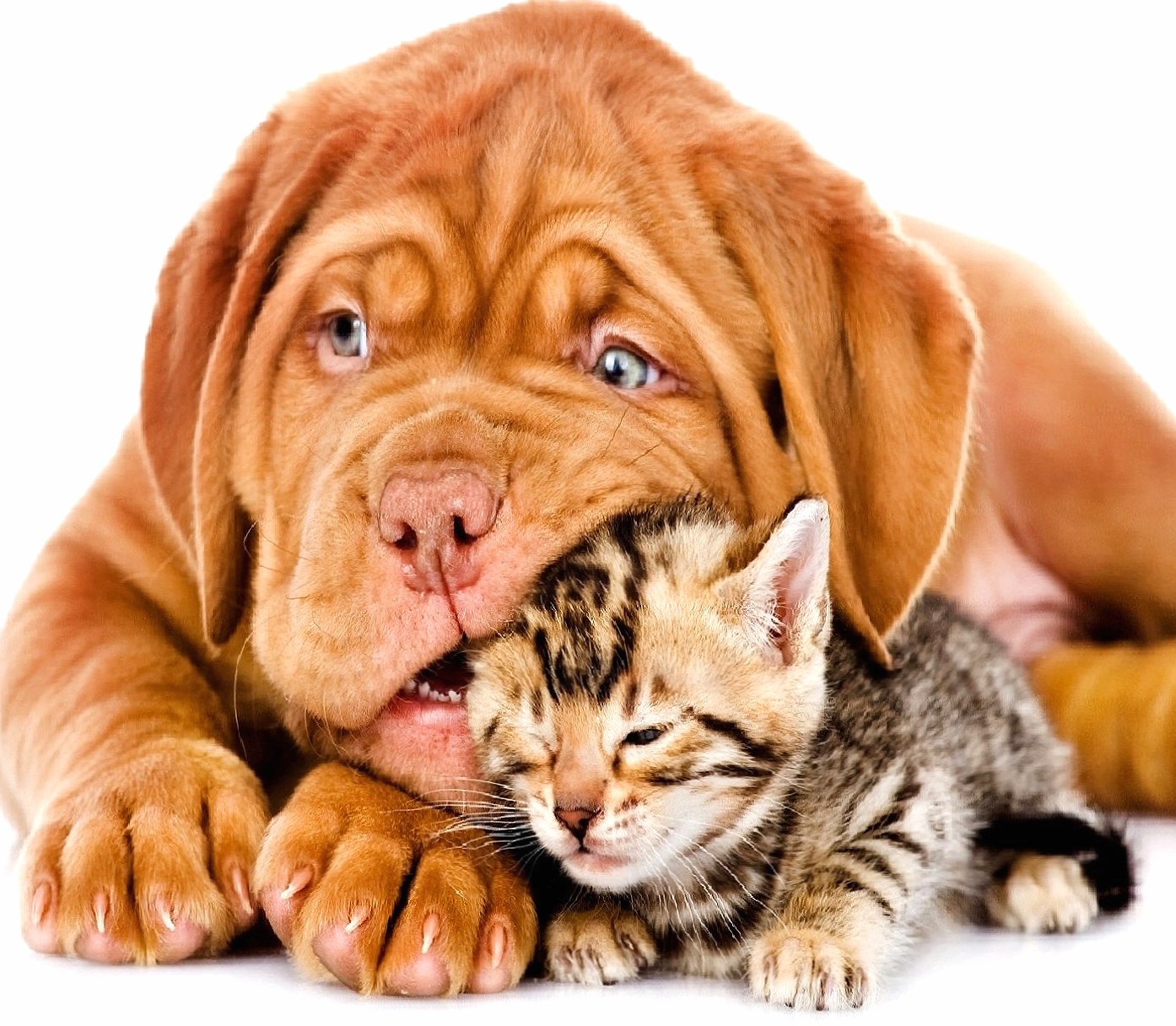 Dog and cat at 1280 x 960 size wallpapers HD quality