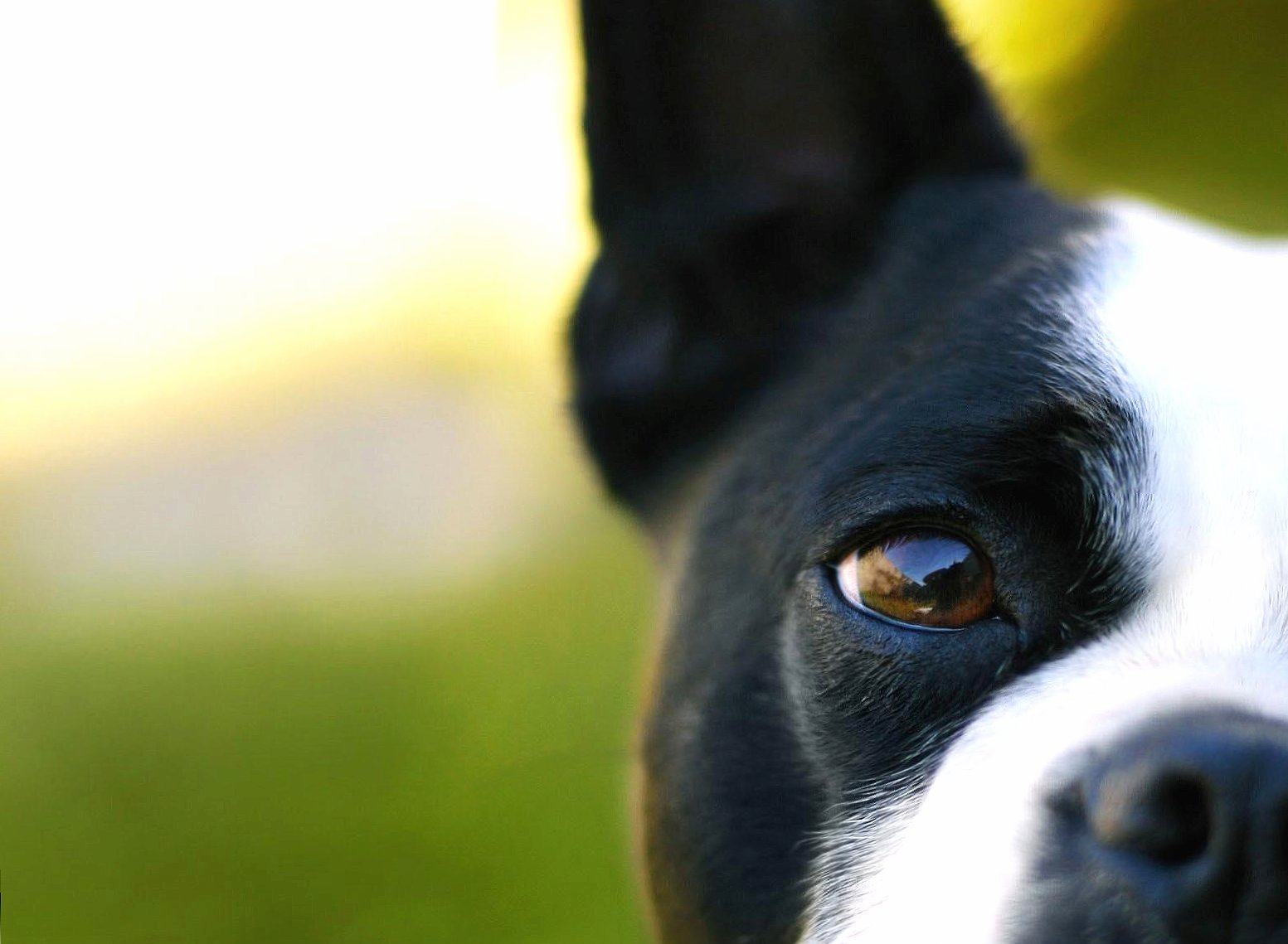 Dog eye cute at 1600 x 1200 size wallpapers HD quality