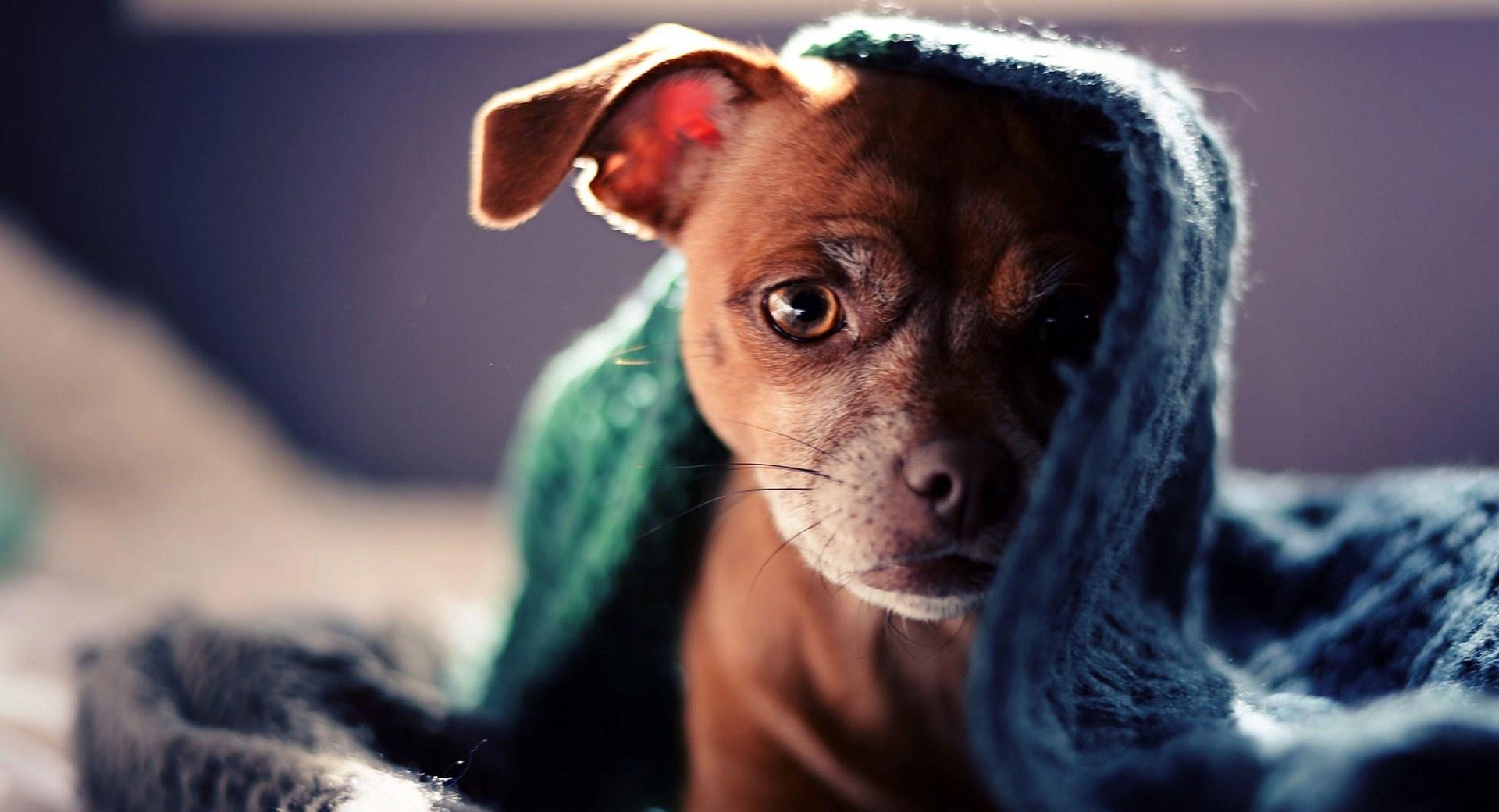 Dog Hidden under Scarf at 320 x 480 iPhone size wallpapers HD quality