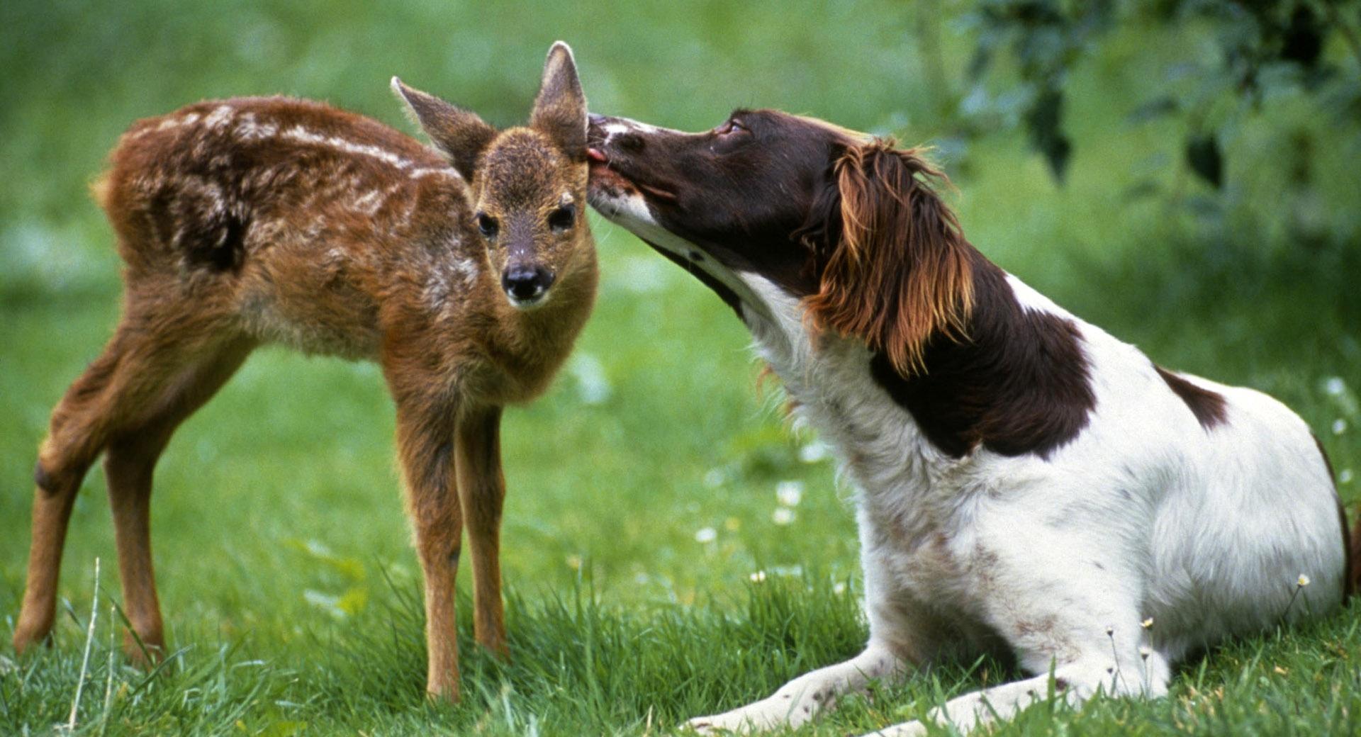 Dog Licking Fawn at 640 x 1136 iPhone 5 size wallpapers HD quality