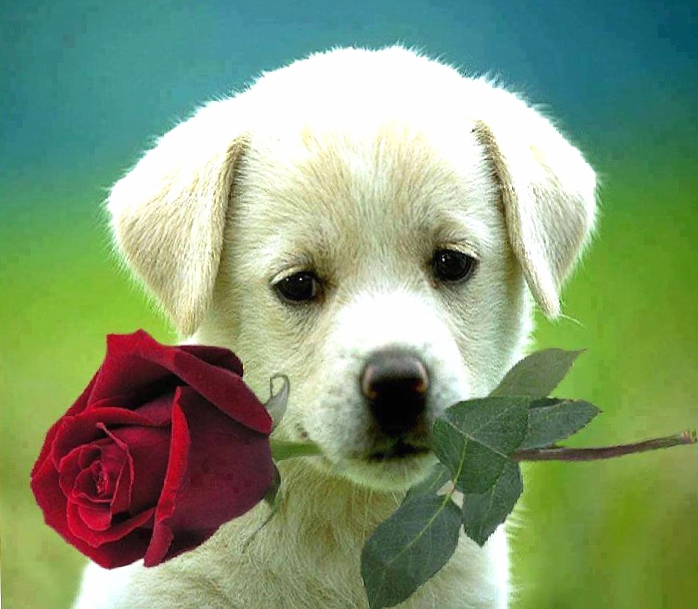 Doggy at 320 x 480 iPhone size wallpapers HD quality