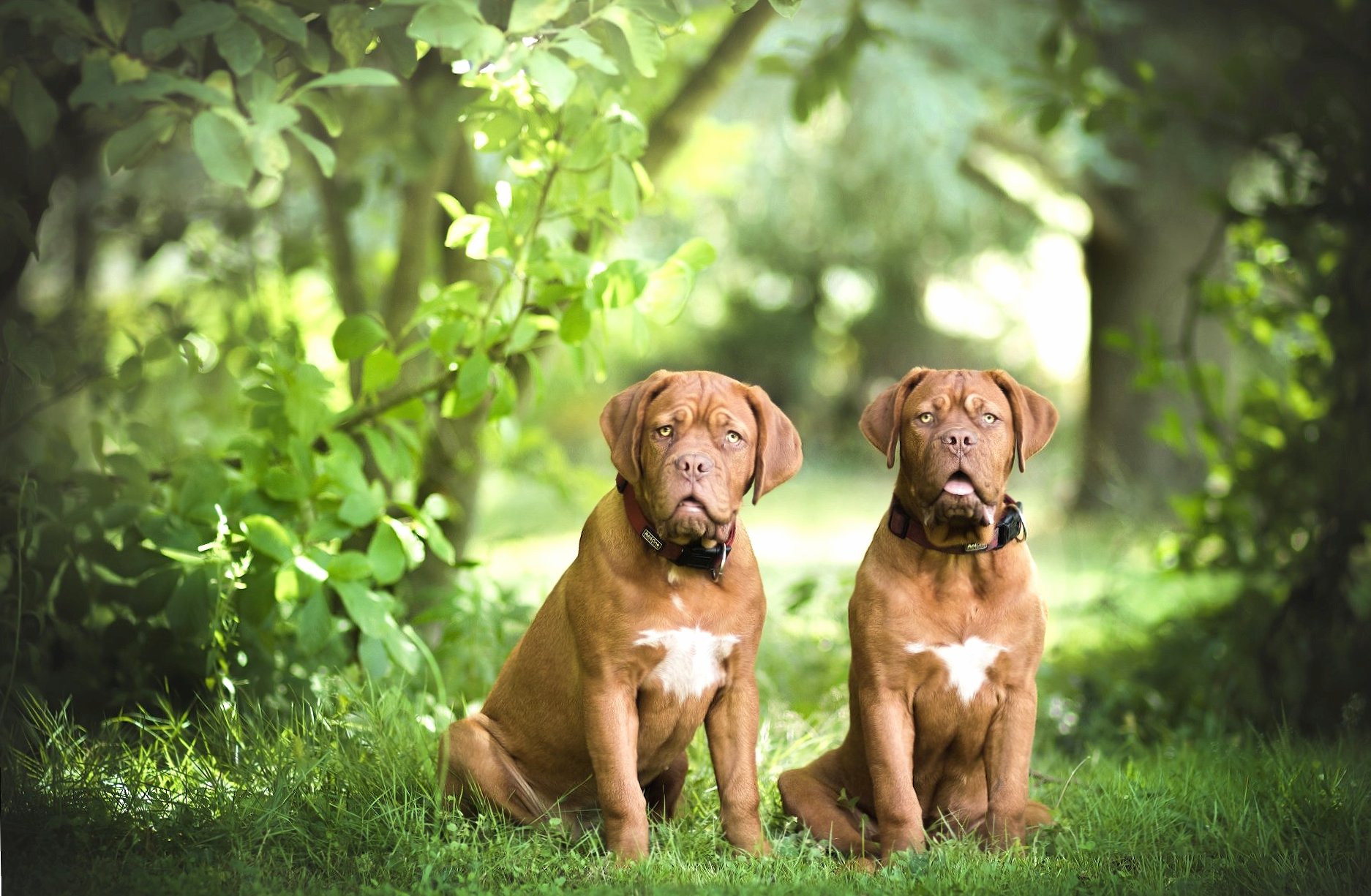 Dogue de Bordeaux at 640 x 1136 iPhone 5 size wallpapers HD quality