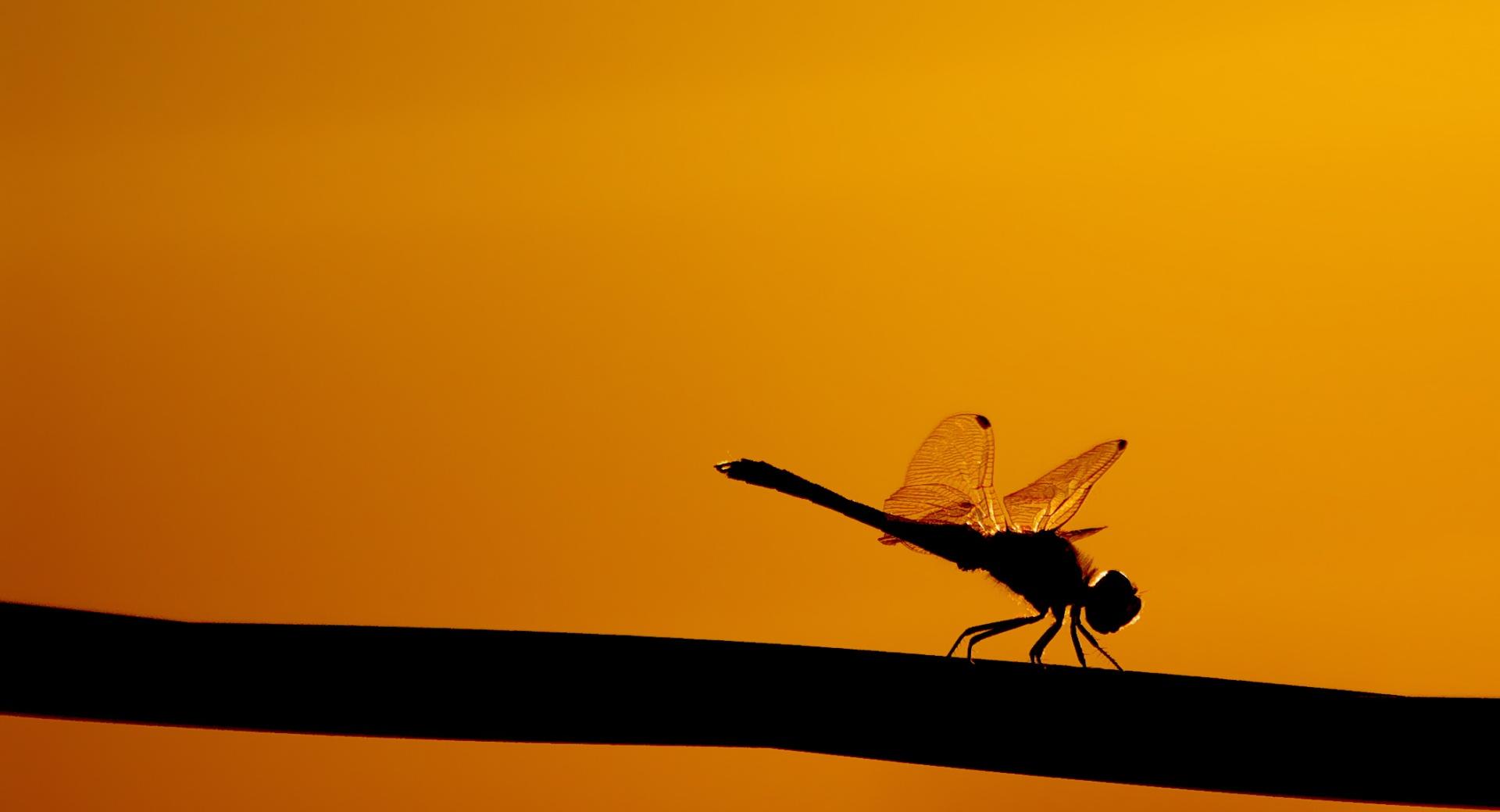 Dragonfly On A Stick at 320 x 480 iPhone size wallpapers HD quality
