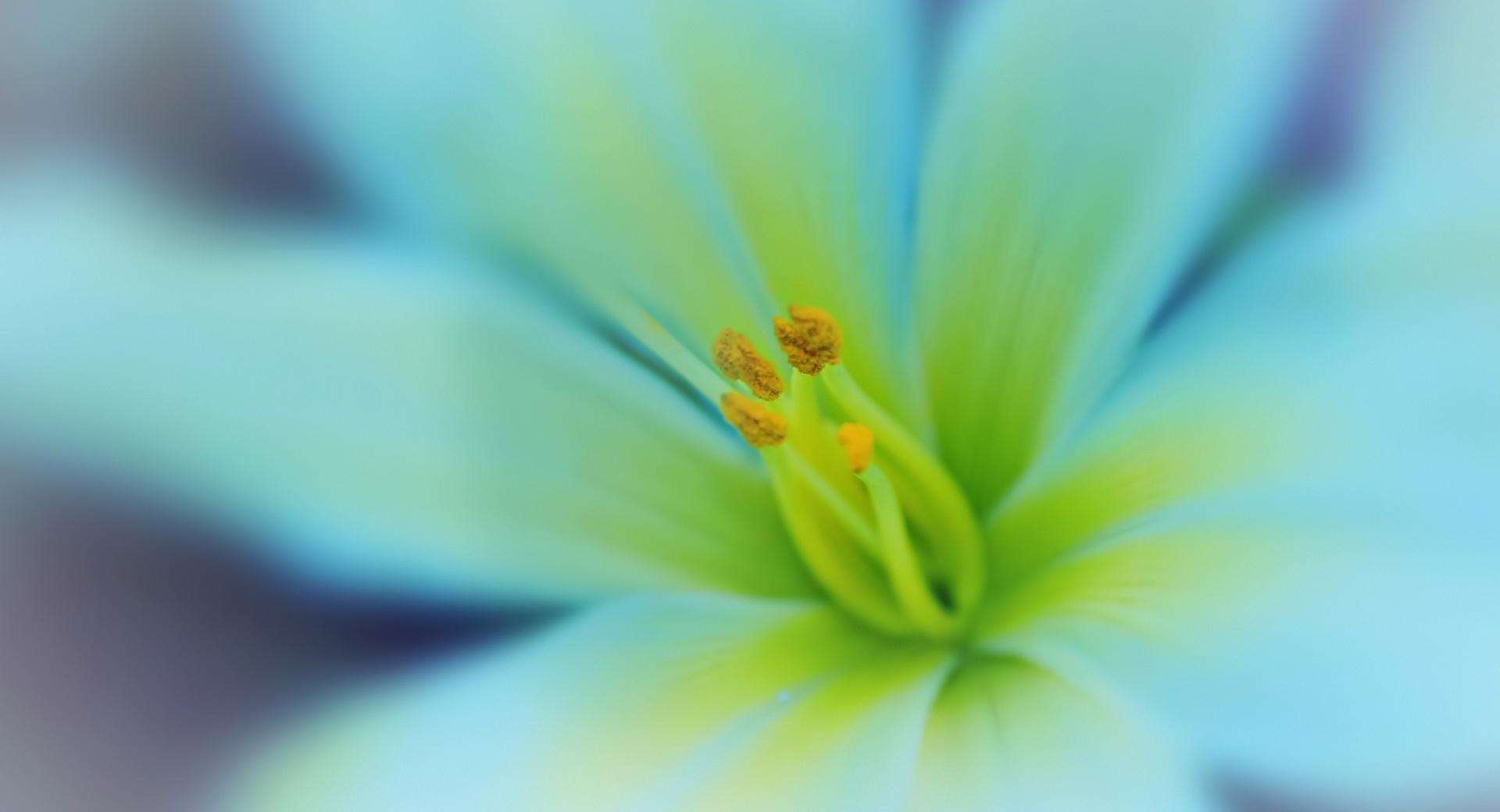 Dreamy Flower at 640 x 1136 iPhone 5 size wallpapers HD quality