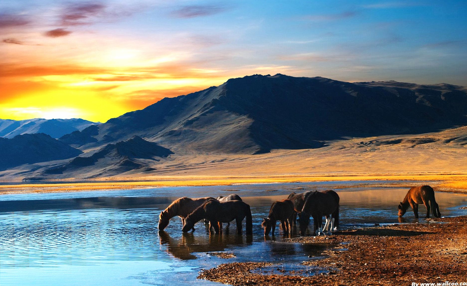 Drinking horses lake mountains at 1600 x 1200 size wallpapers HD quality