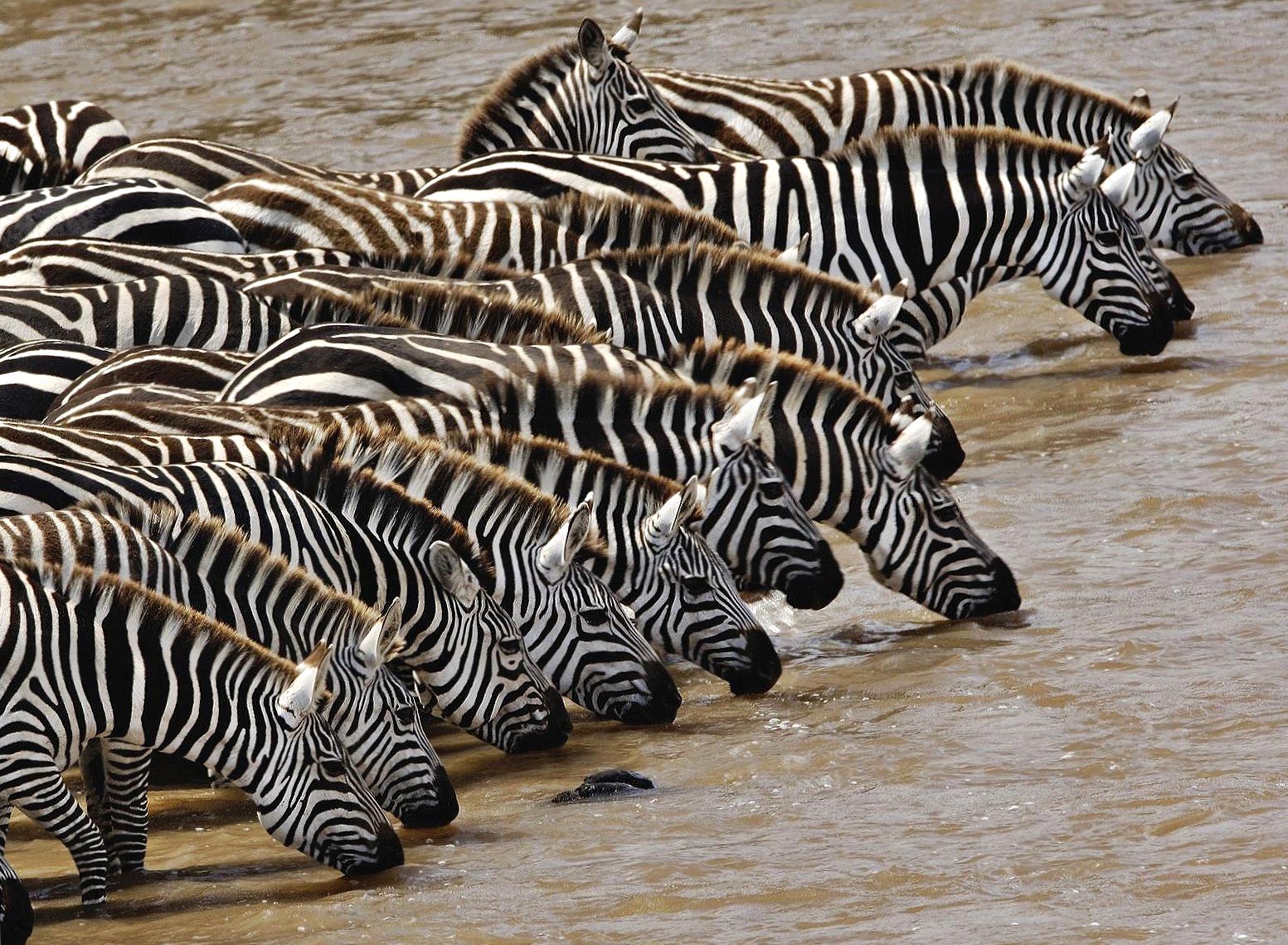 Drinking zebras at 1152 x 864 size wallpapers HD quality